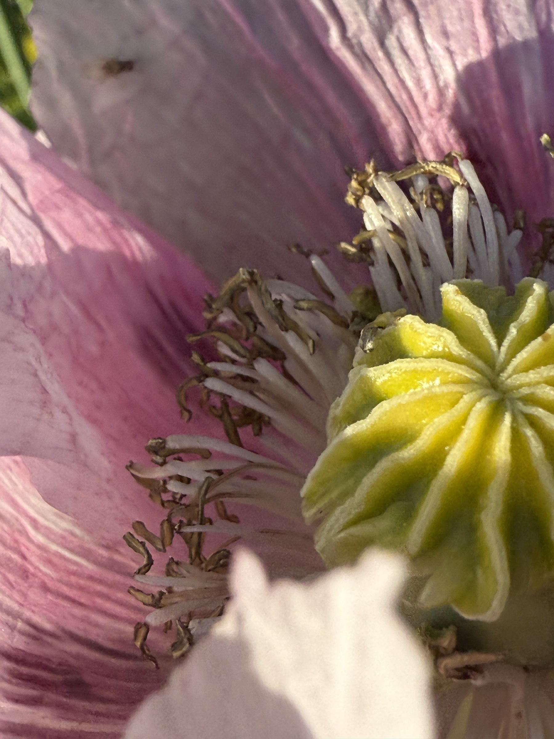 Flower photograph 52 by Daniel Zox