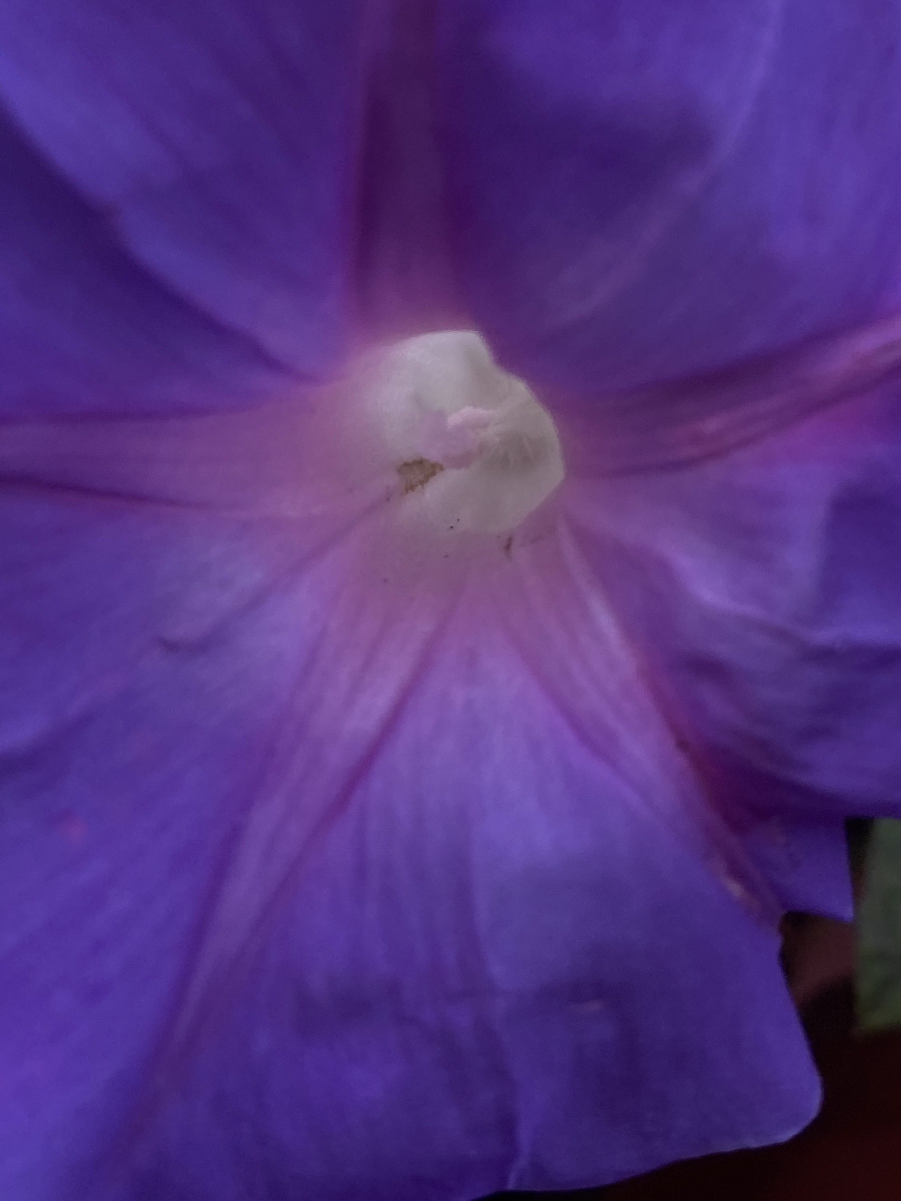 Flower photograph 53 by Daniel Zox