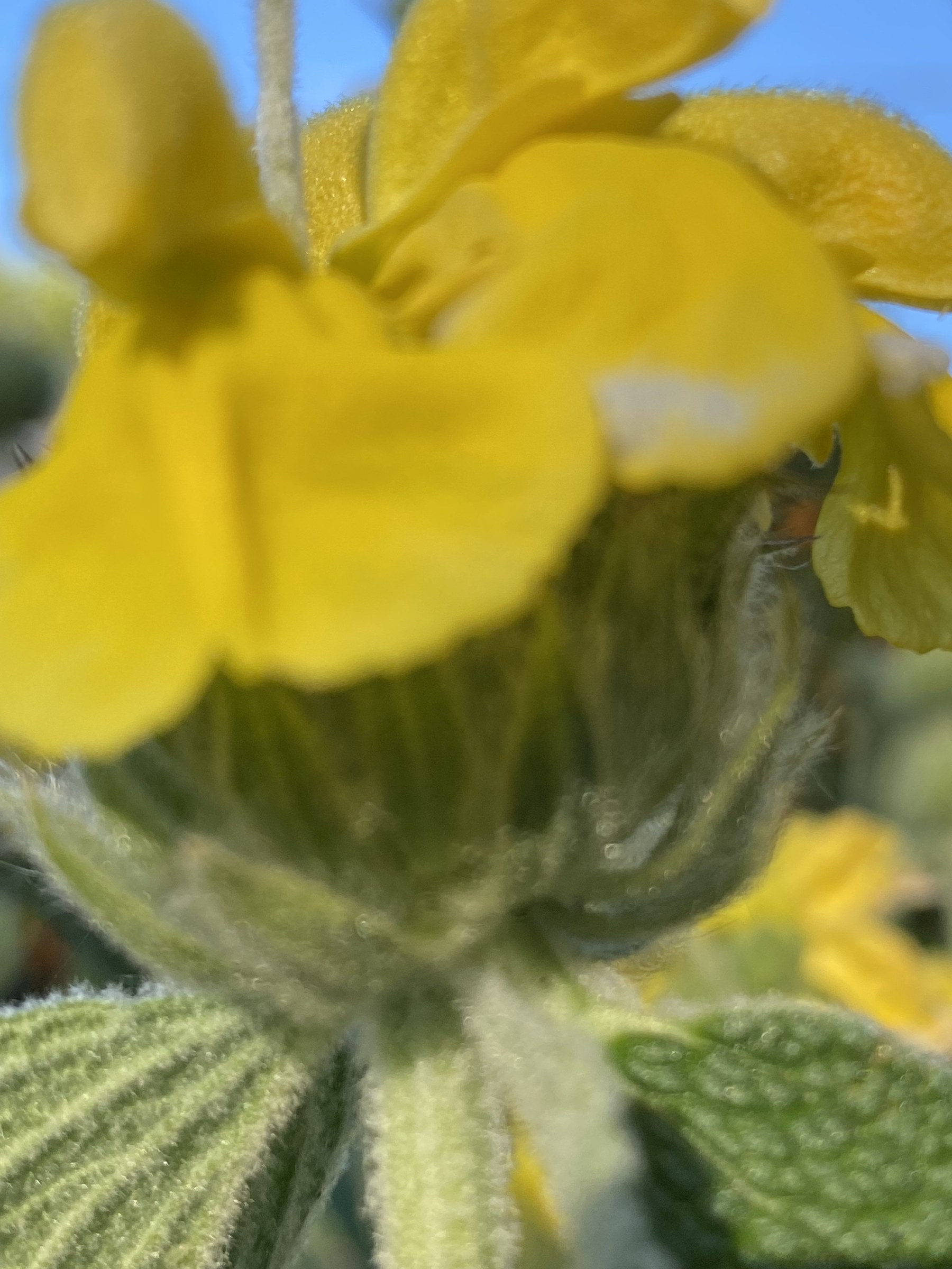 Flower photograph 54 by Daniel Zox