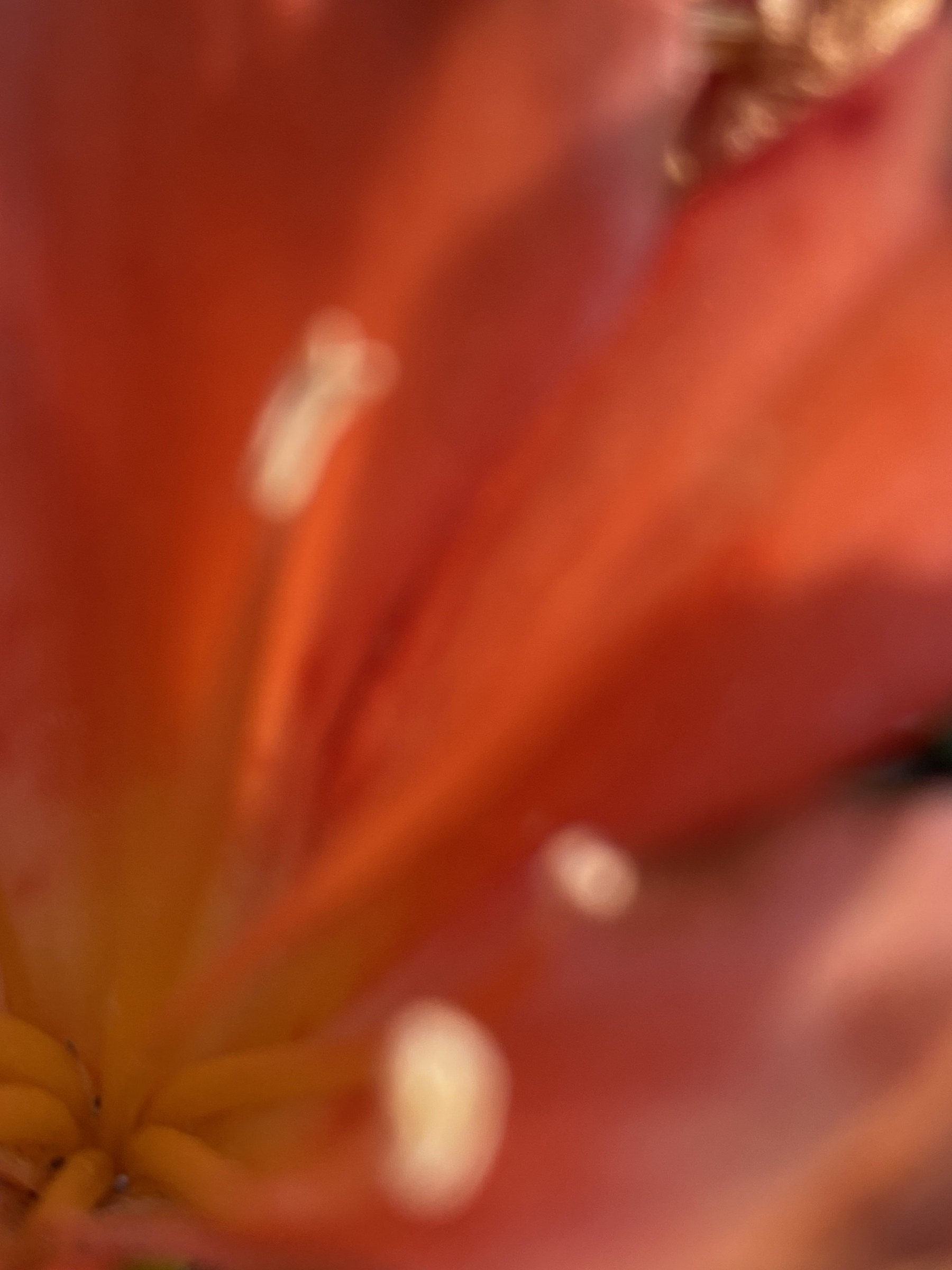 Flower photograph 55 by Daniel Zox