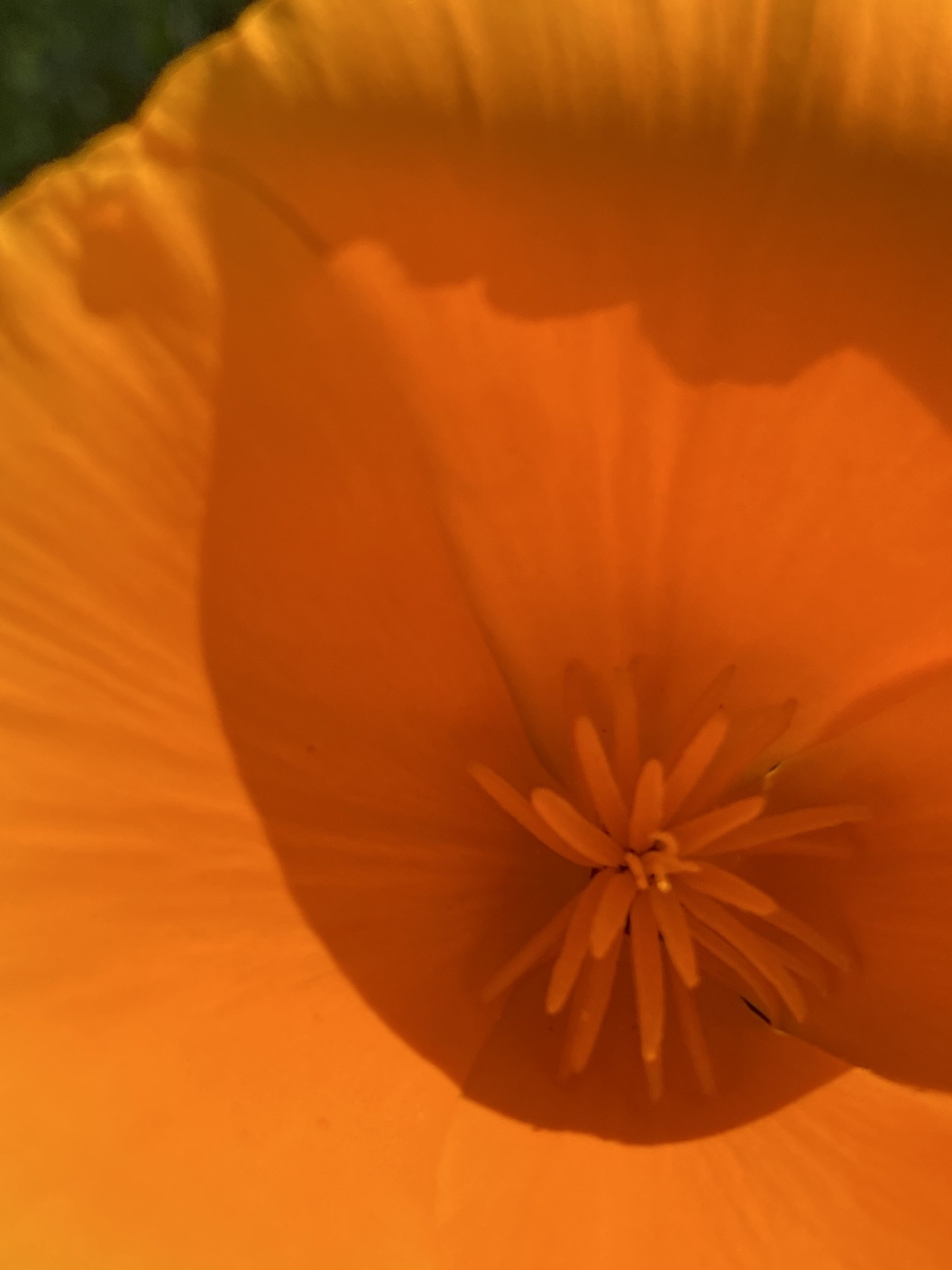 Flower photograph 58 by Daniel Zox