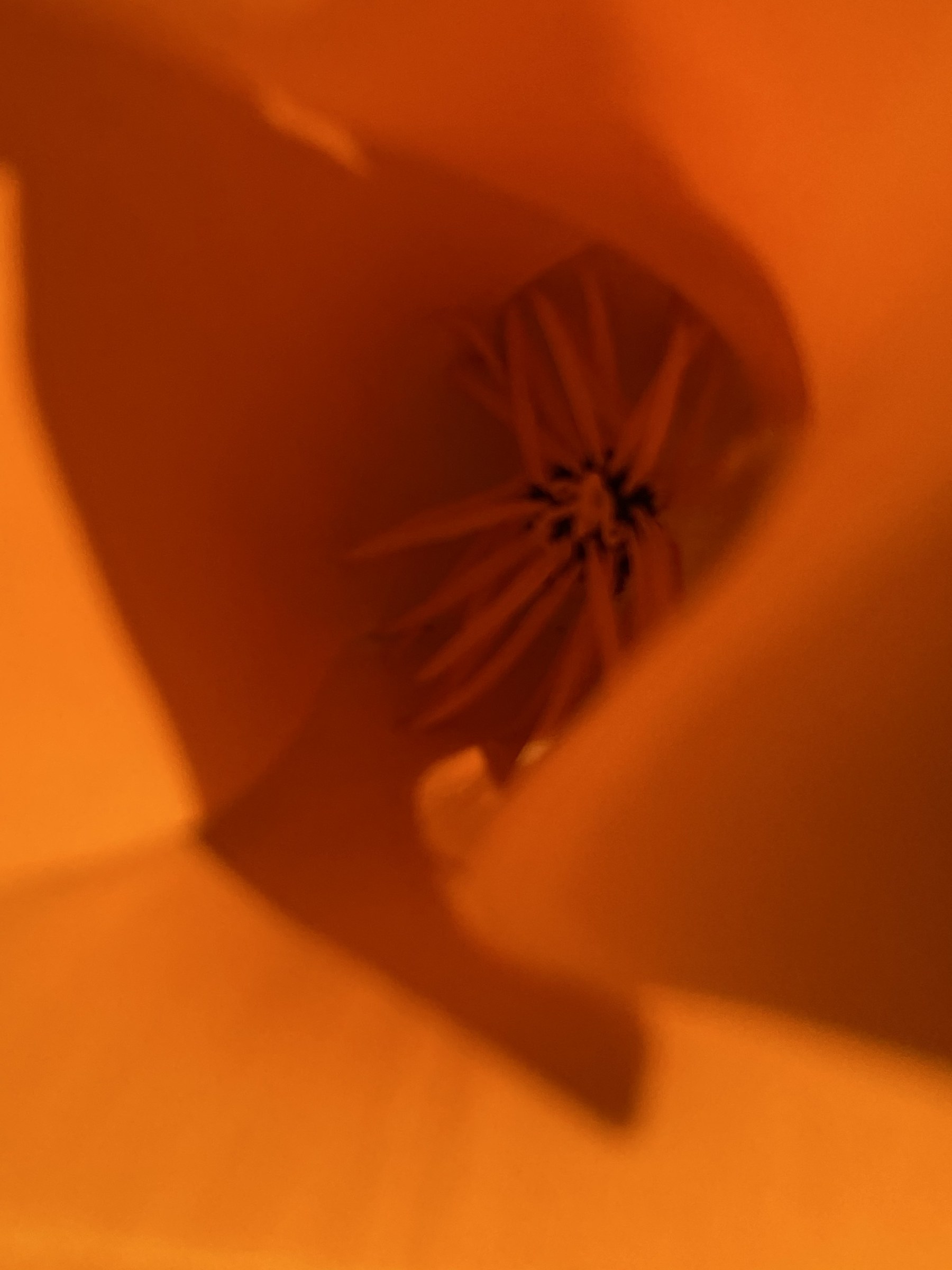 Flower photograph 59 by Daniel Zox