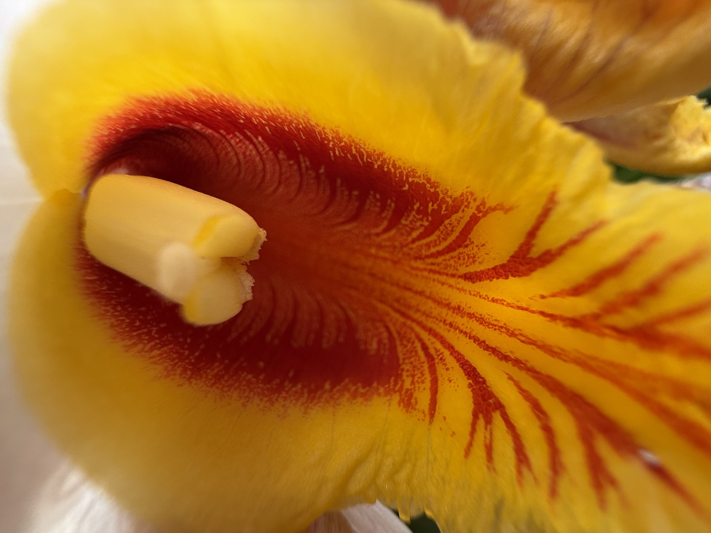 Flower photograph 60 by Daniel Zox