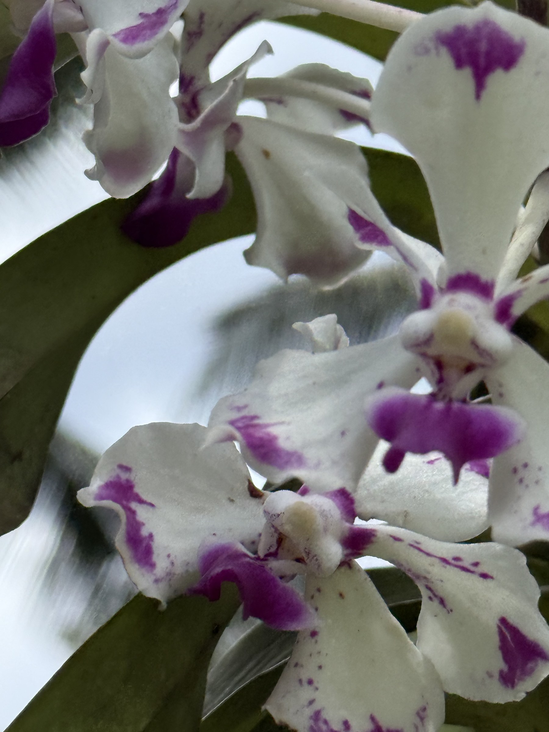 Flower photograph 61 by Daniel Zox