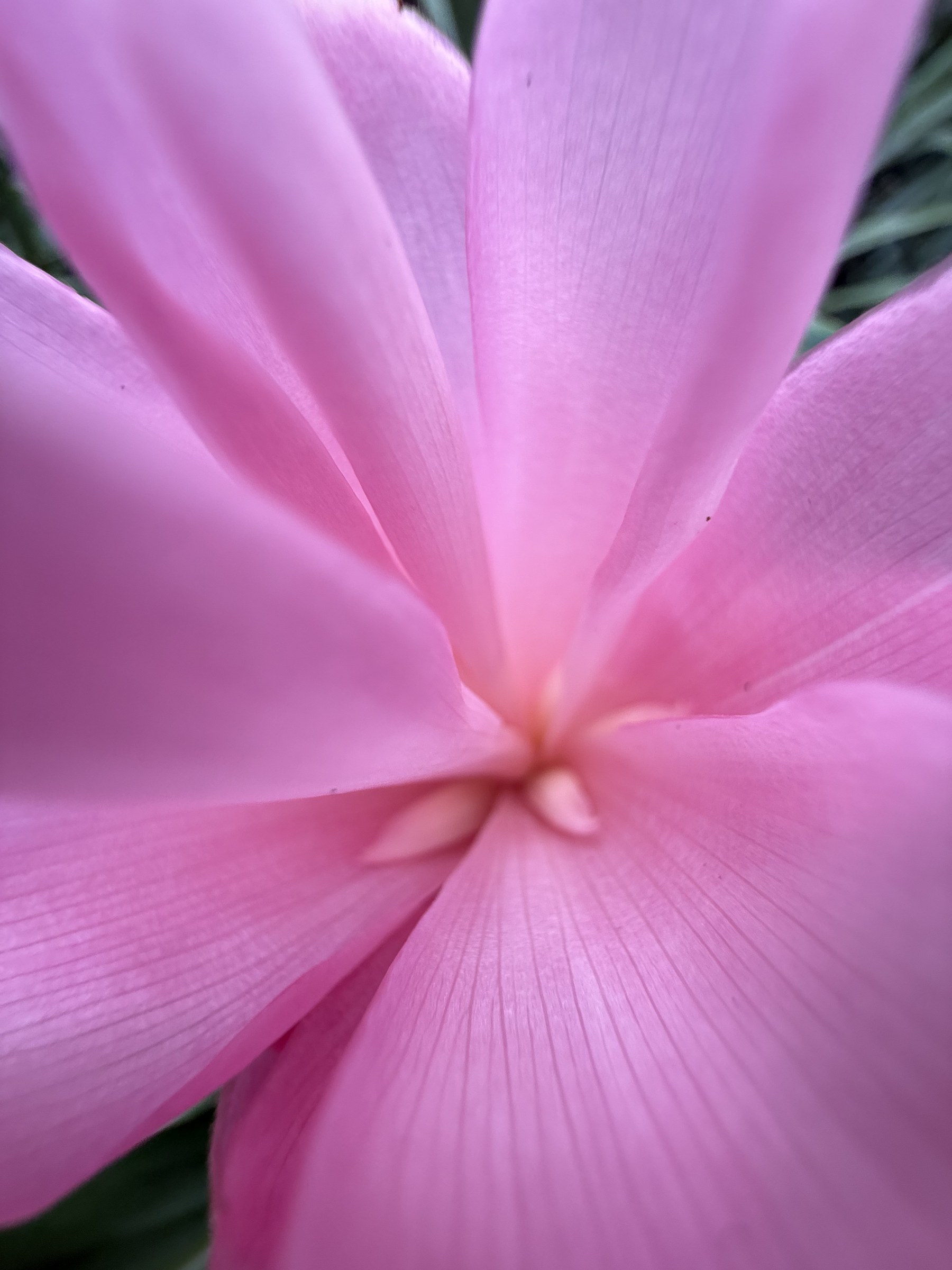 Flower photograph 62 by Daniel Zox