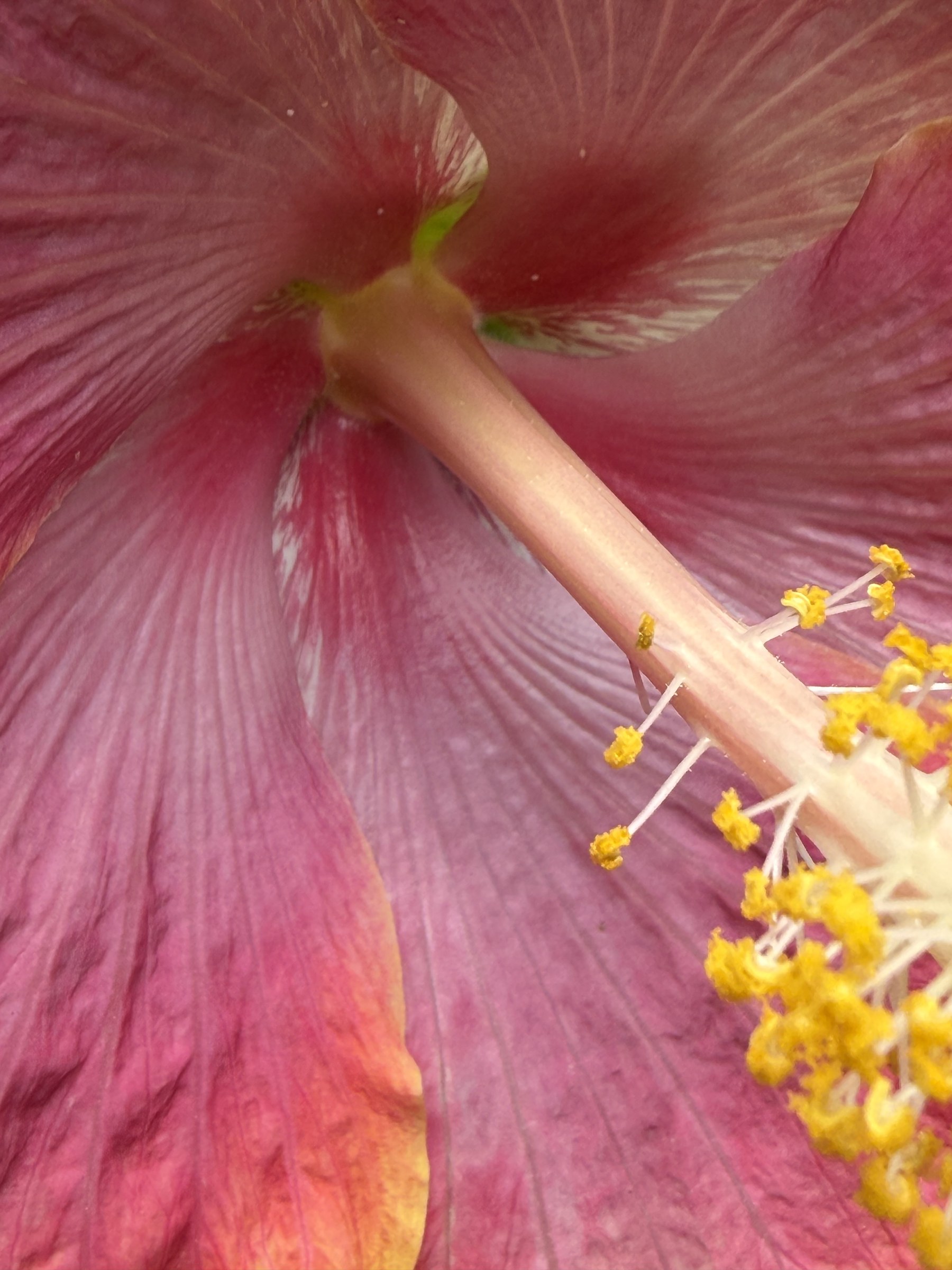 Flower photograph 63 by Daniel Zox