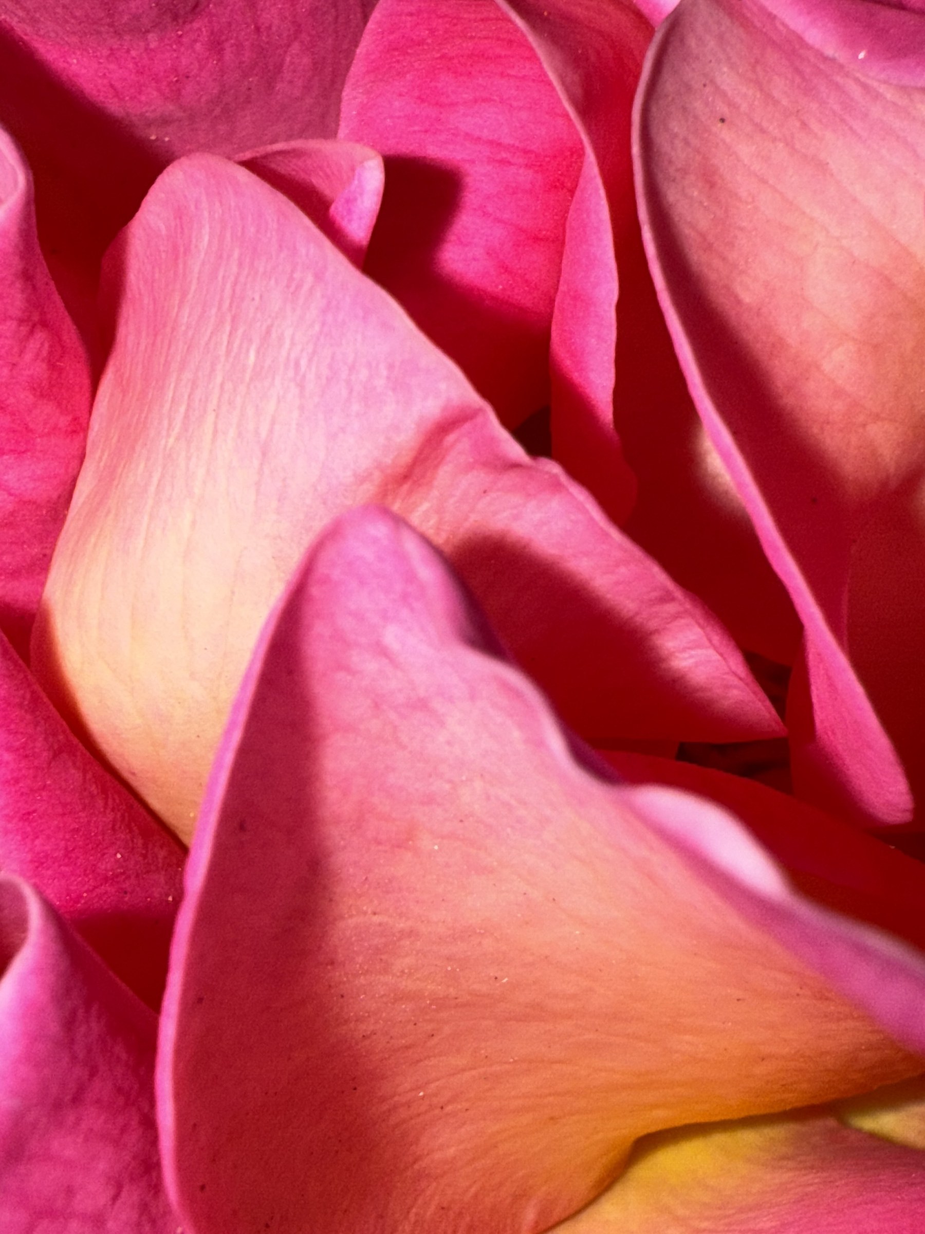 Flower photograph 64 by Daniel Zox