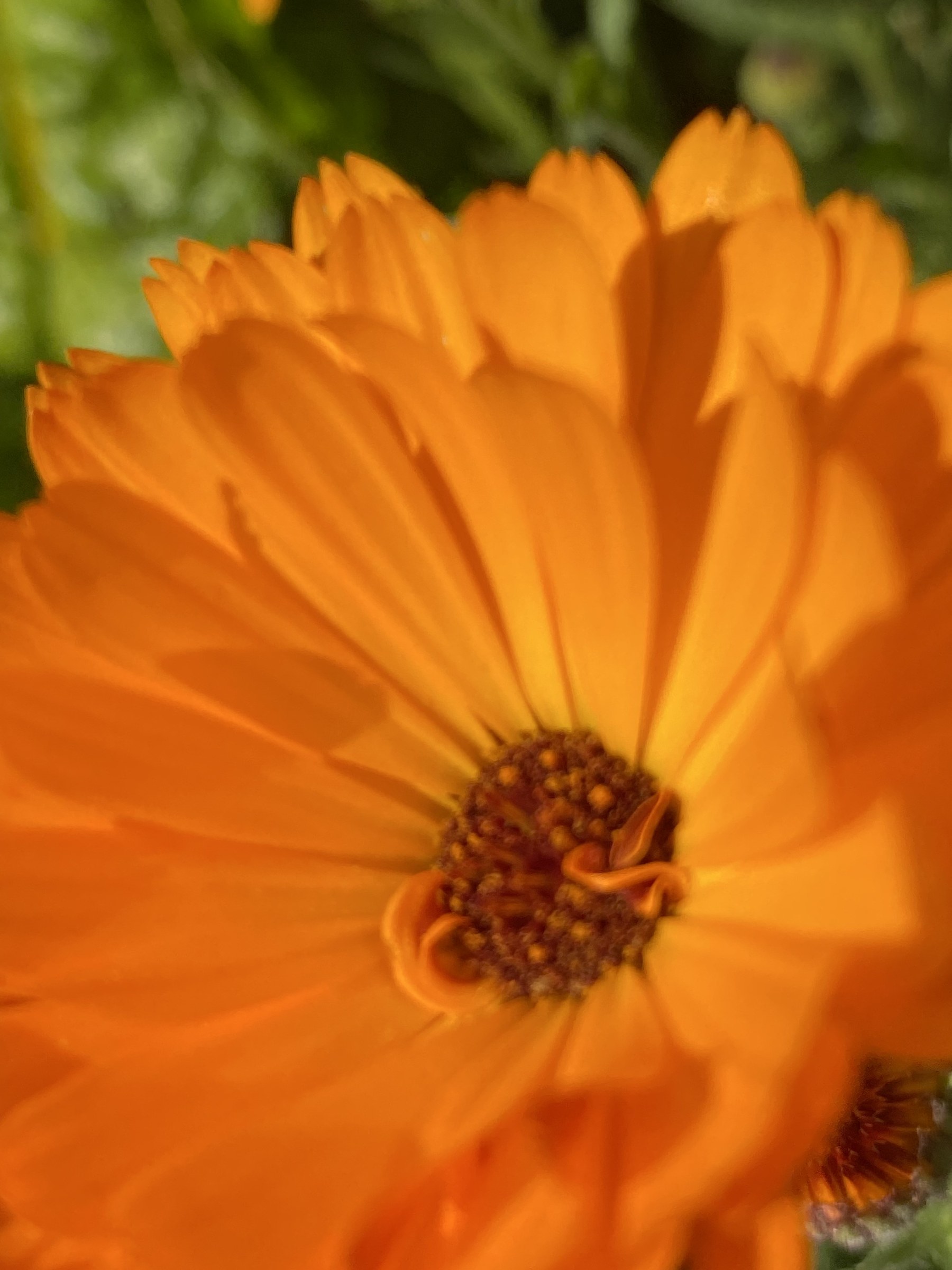 Flower photograph 65 by Daniel Zox