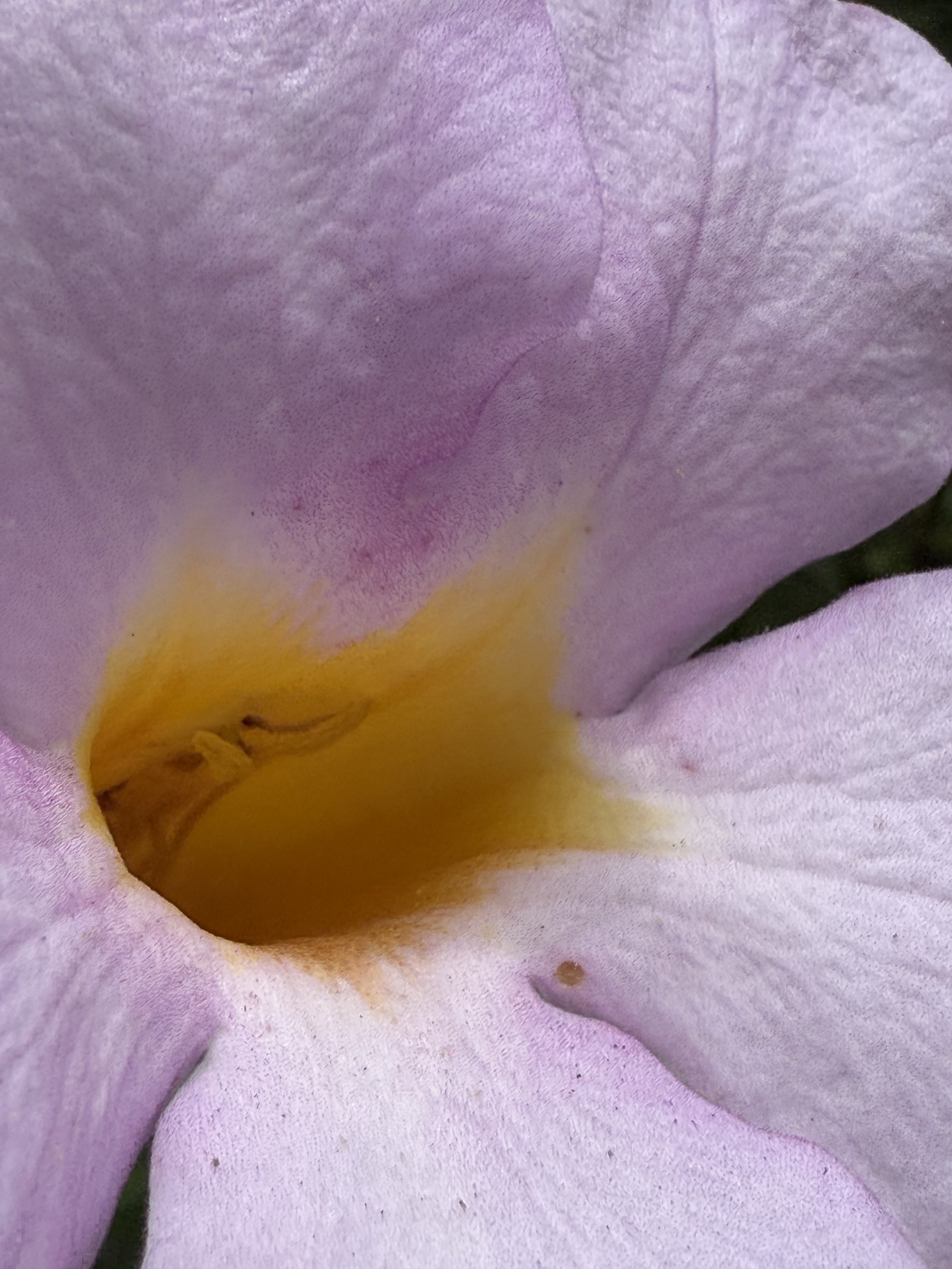 Flower photograph 66 by Daniel Zox