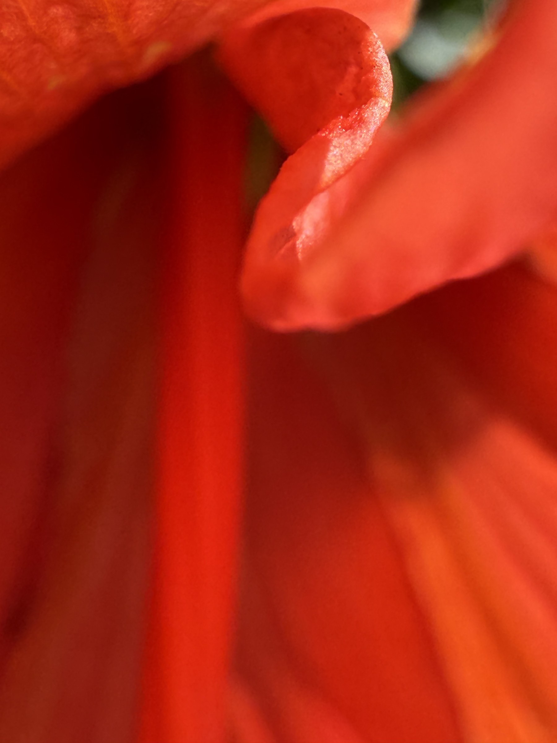 Flower photograph 67 by Daniel Zox