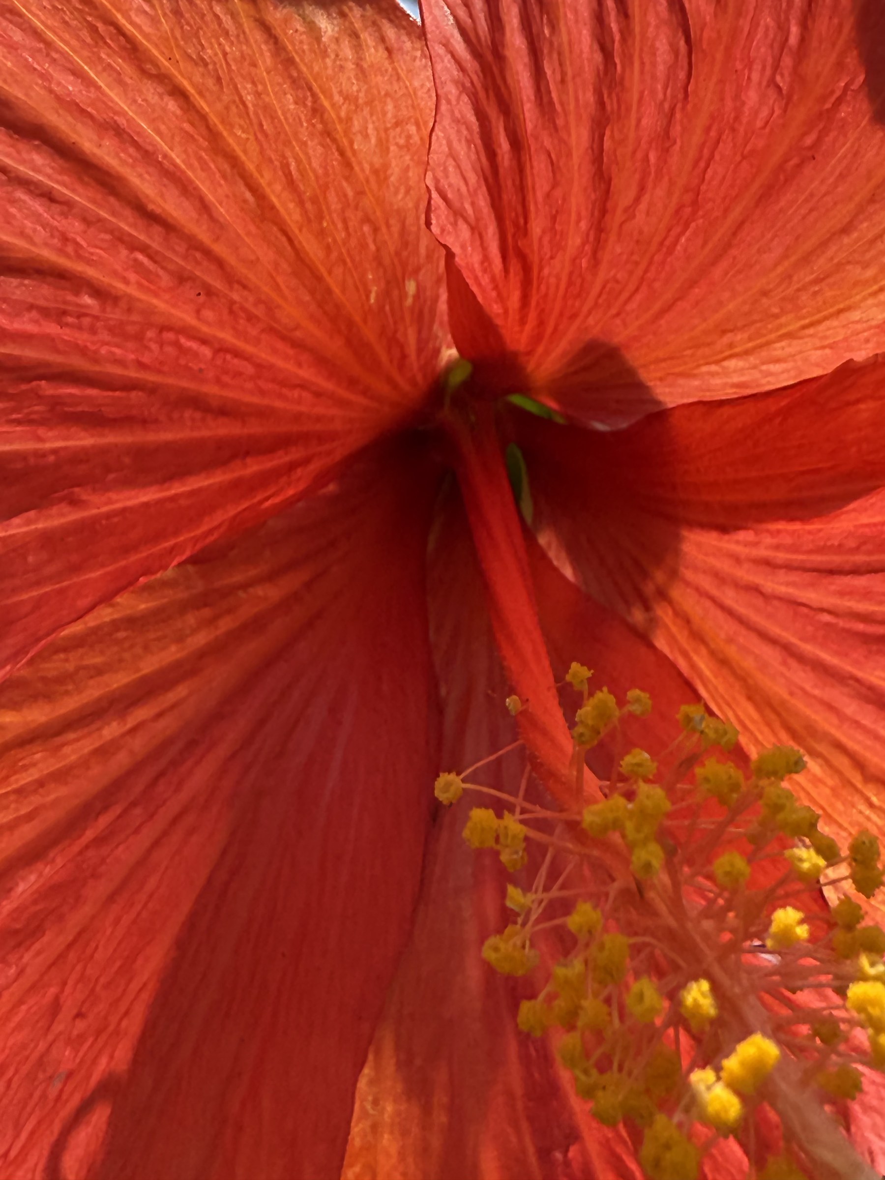Flower photograph 68 by Daniel Zox