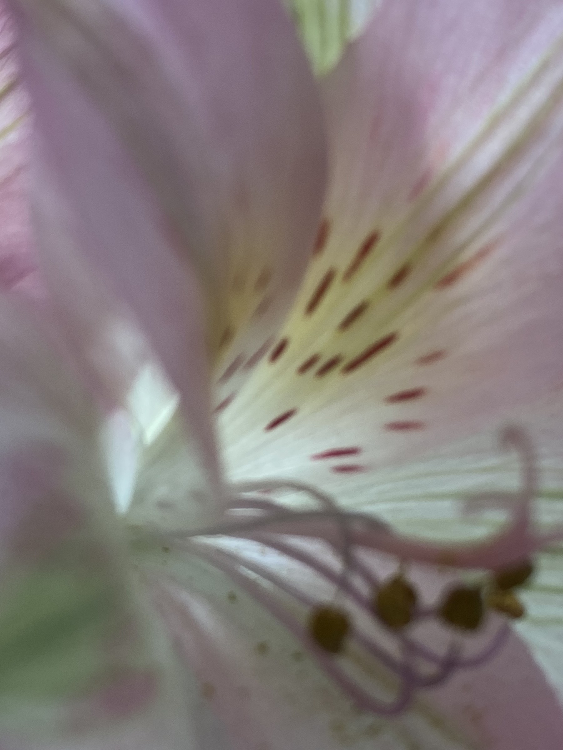 Flower photograph 69 by Daniel Zox
