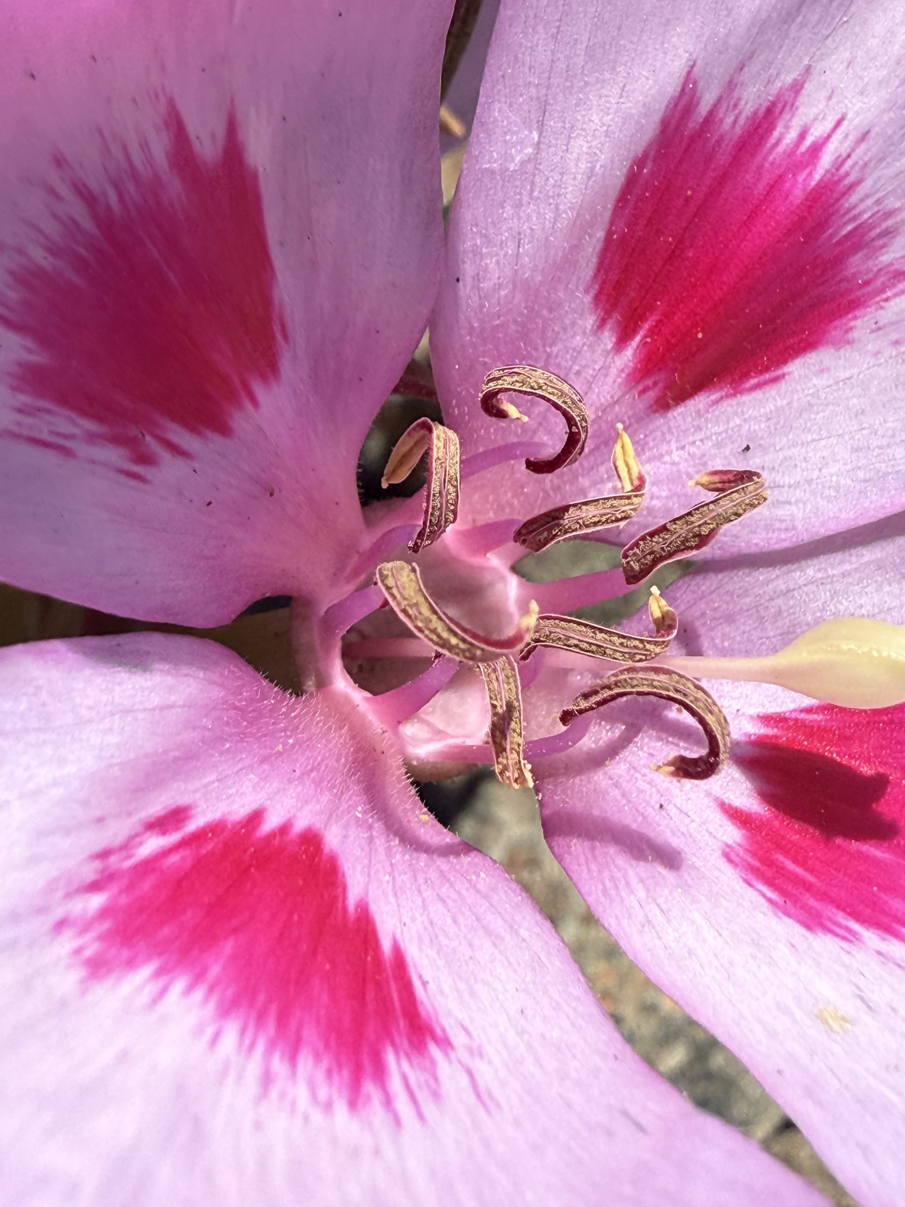 Flower photograph 70 by Daniel Zox