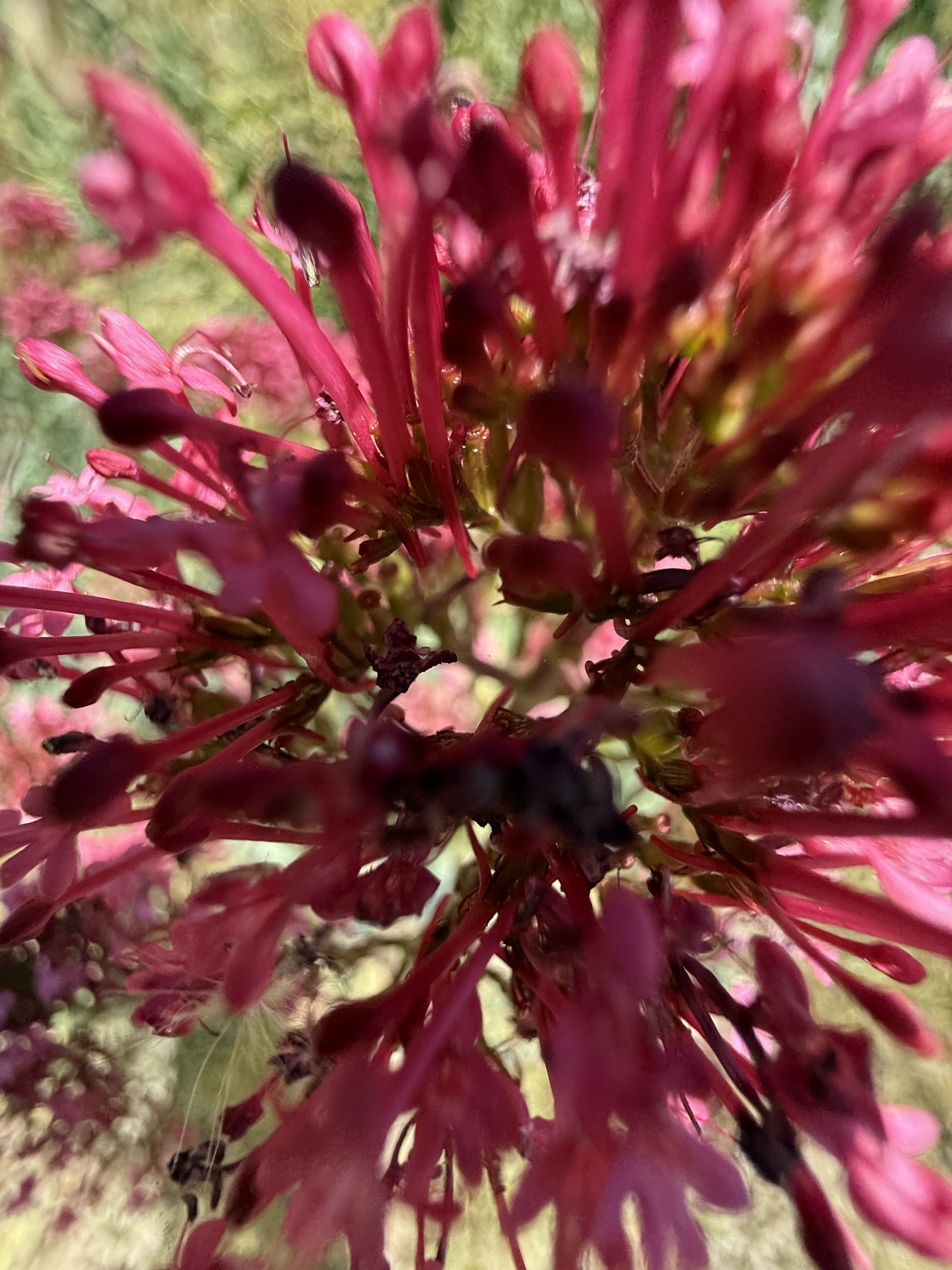 Flower photograph 71 by Daniel Zox