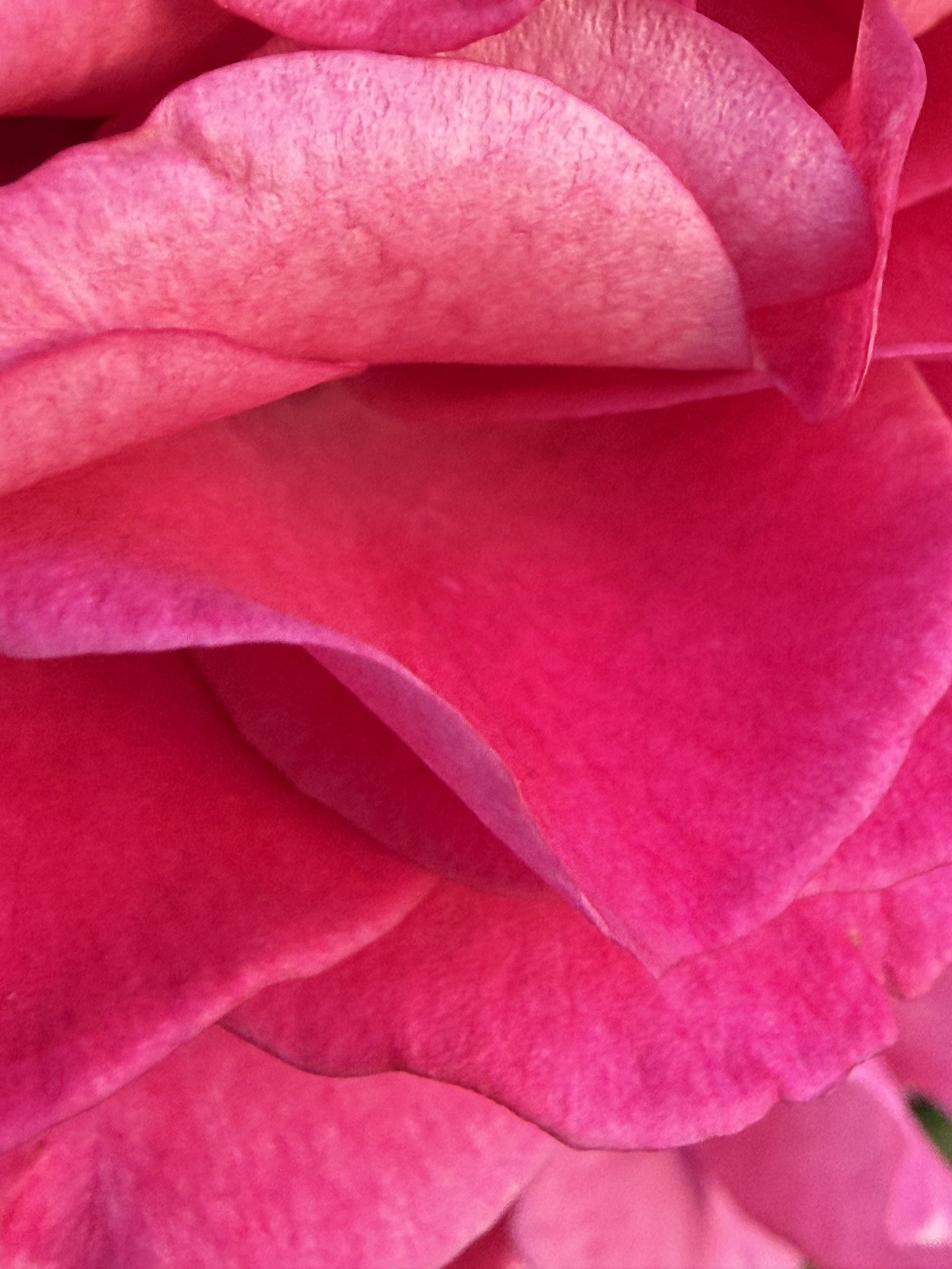 Flower photograph 72 by Daniel Zox