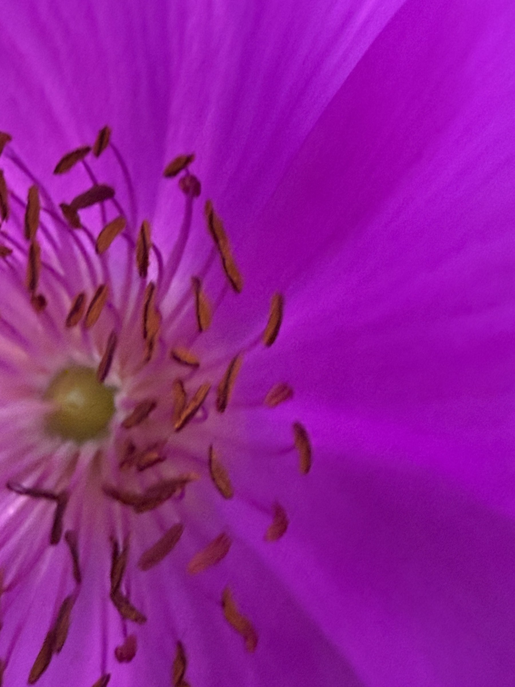 Flower photograph 73 by Daniel Zox