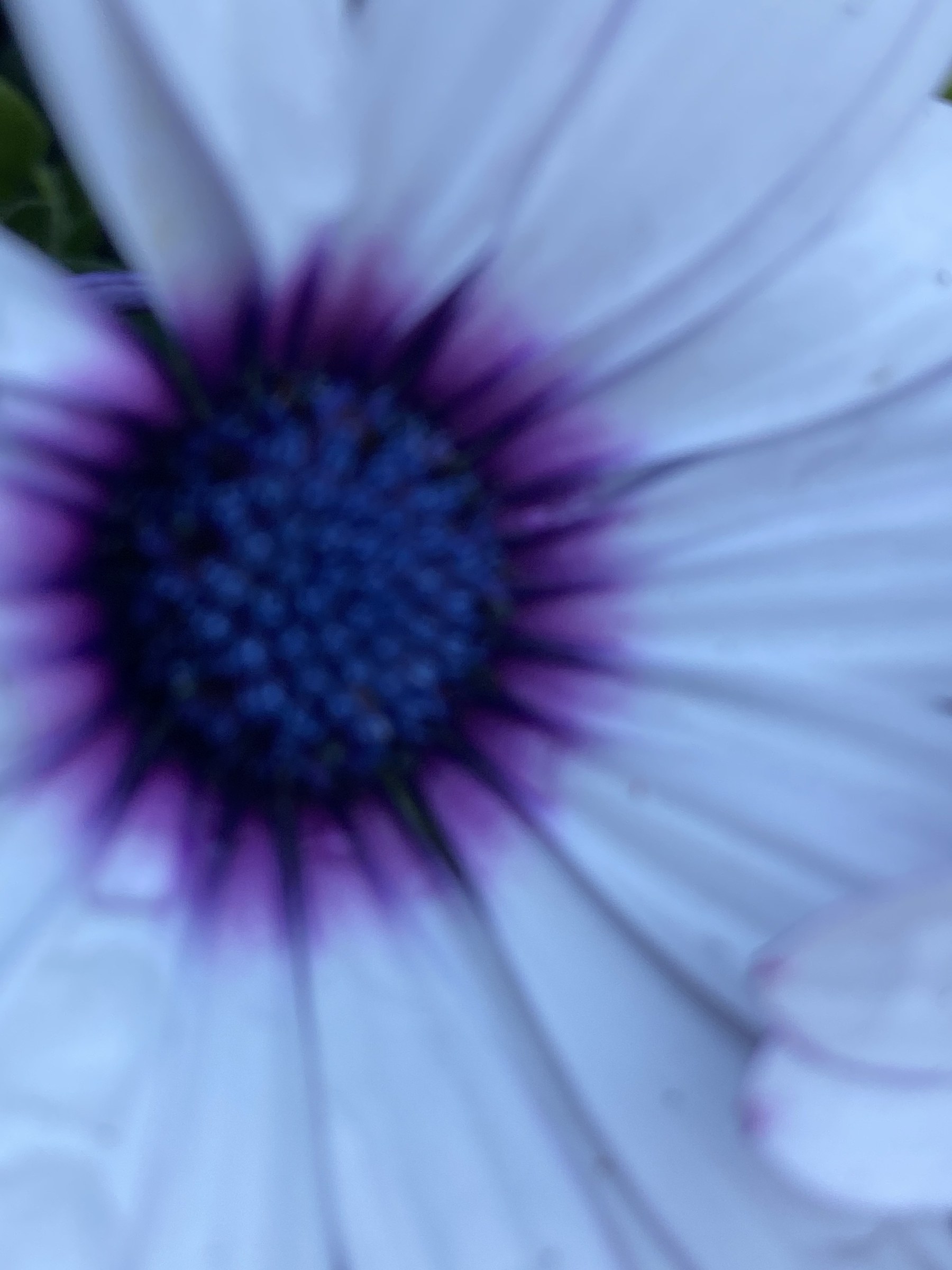 Flower photograph 74 by Daniel Zox