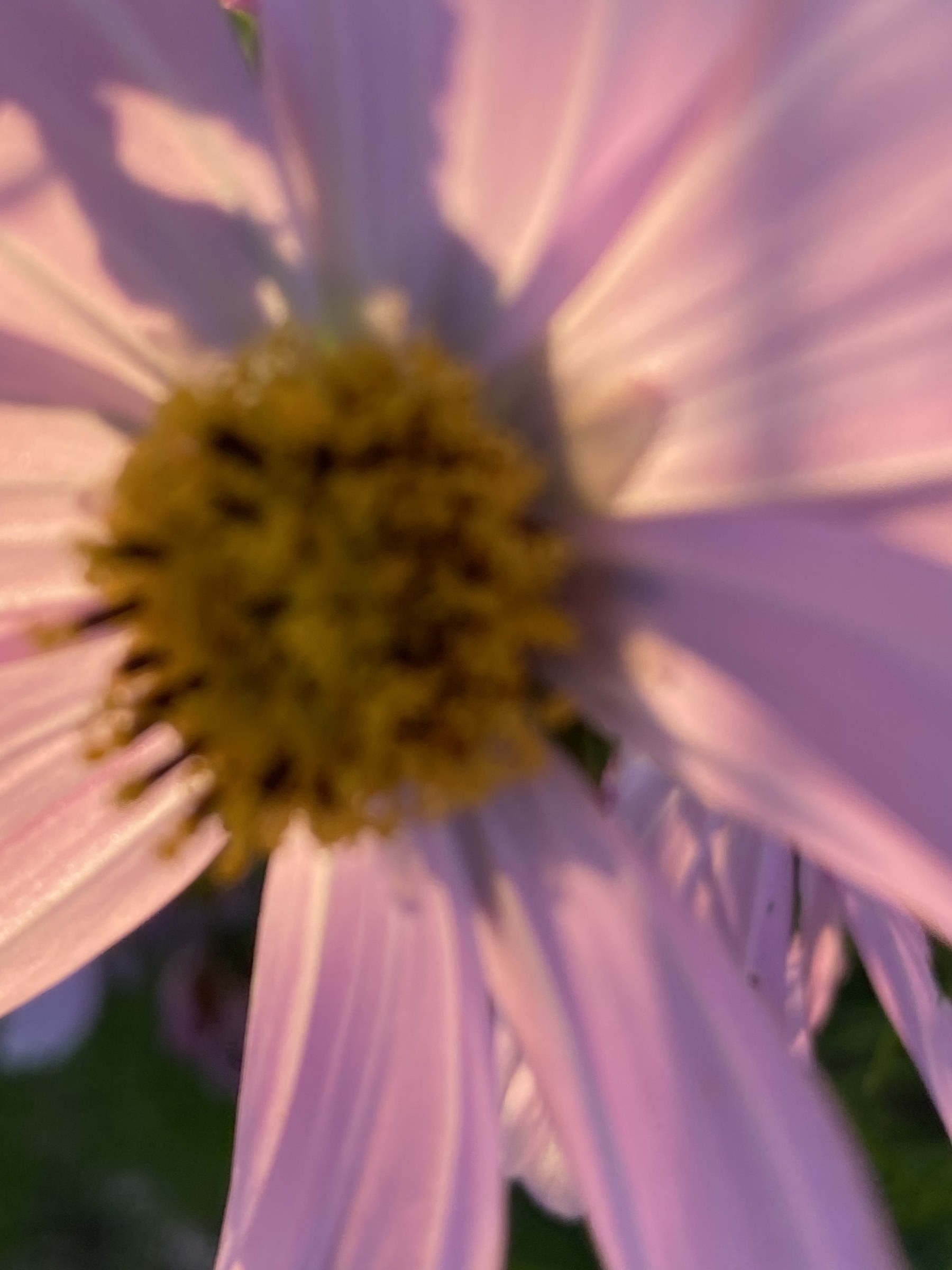 Flower photograph 75 by Daniel Zox