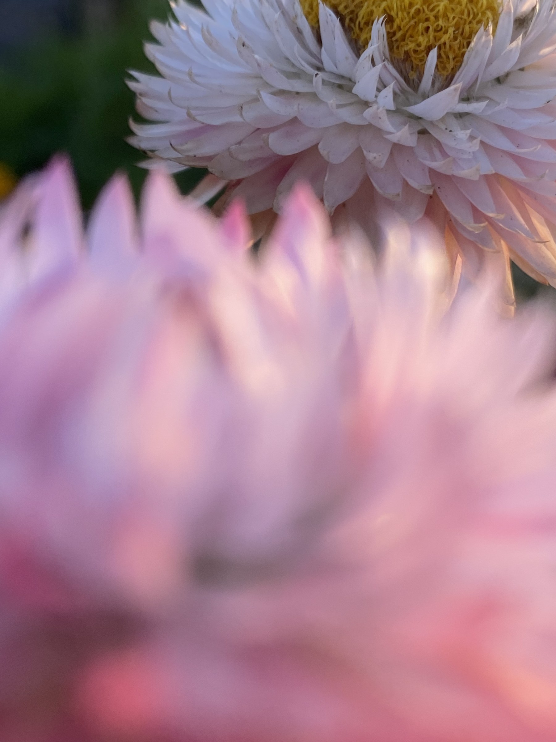Flower photograph 76 by Daniel Zox