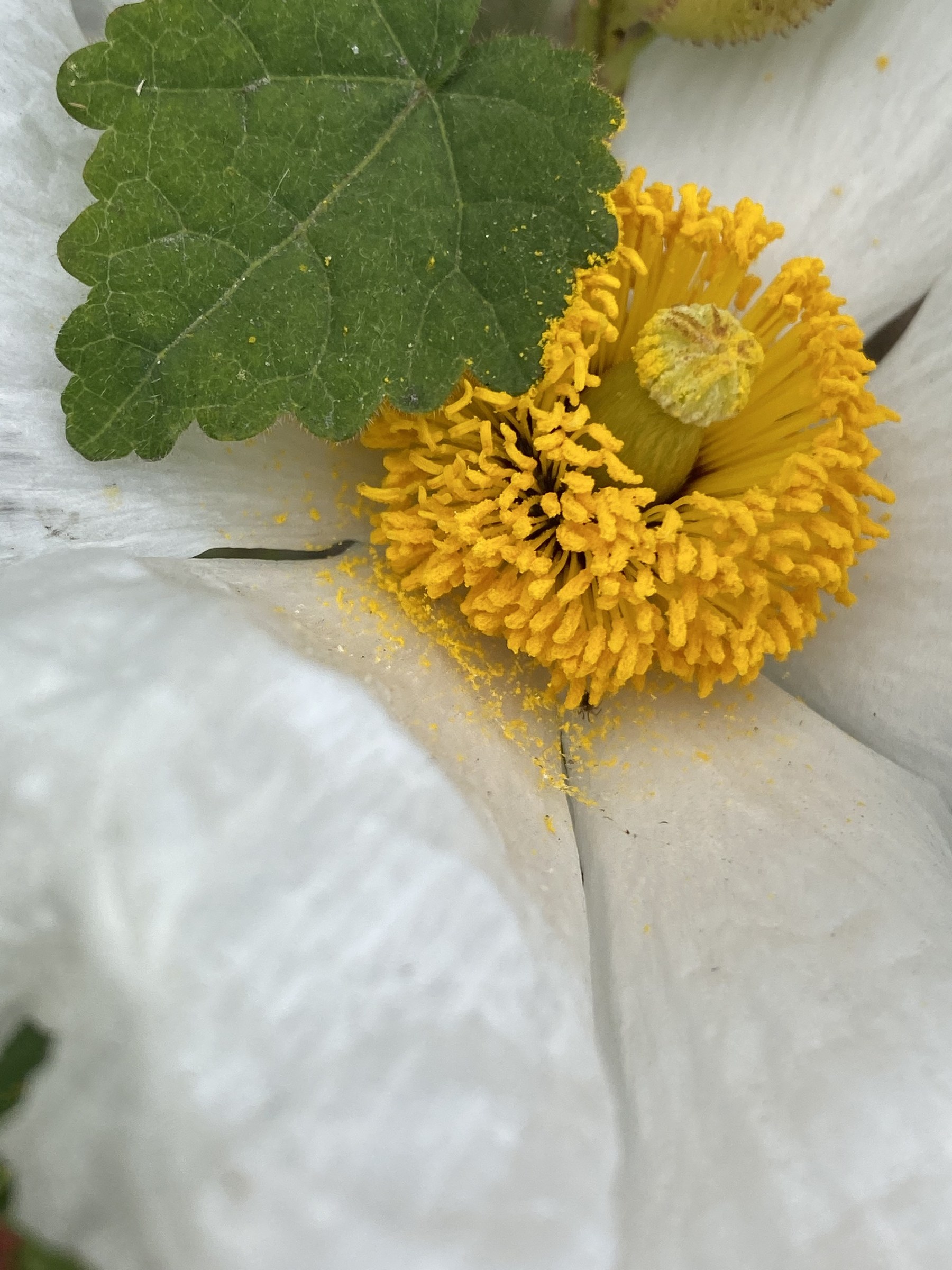 Flower photograph 77 by Daniel Zox