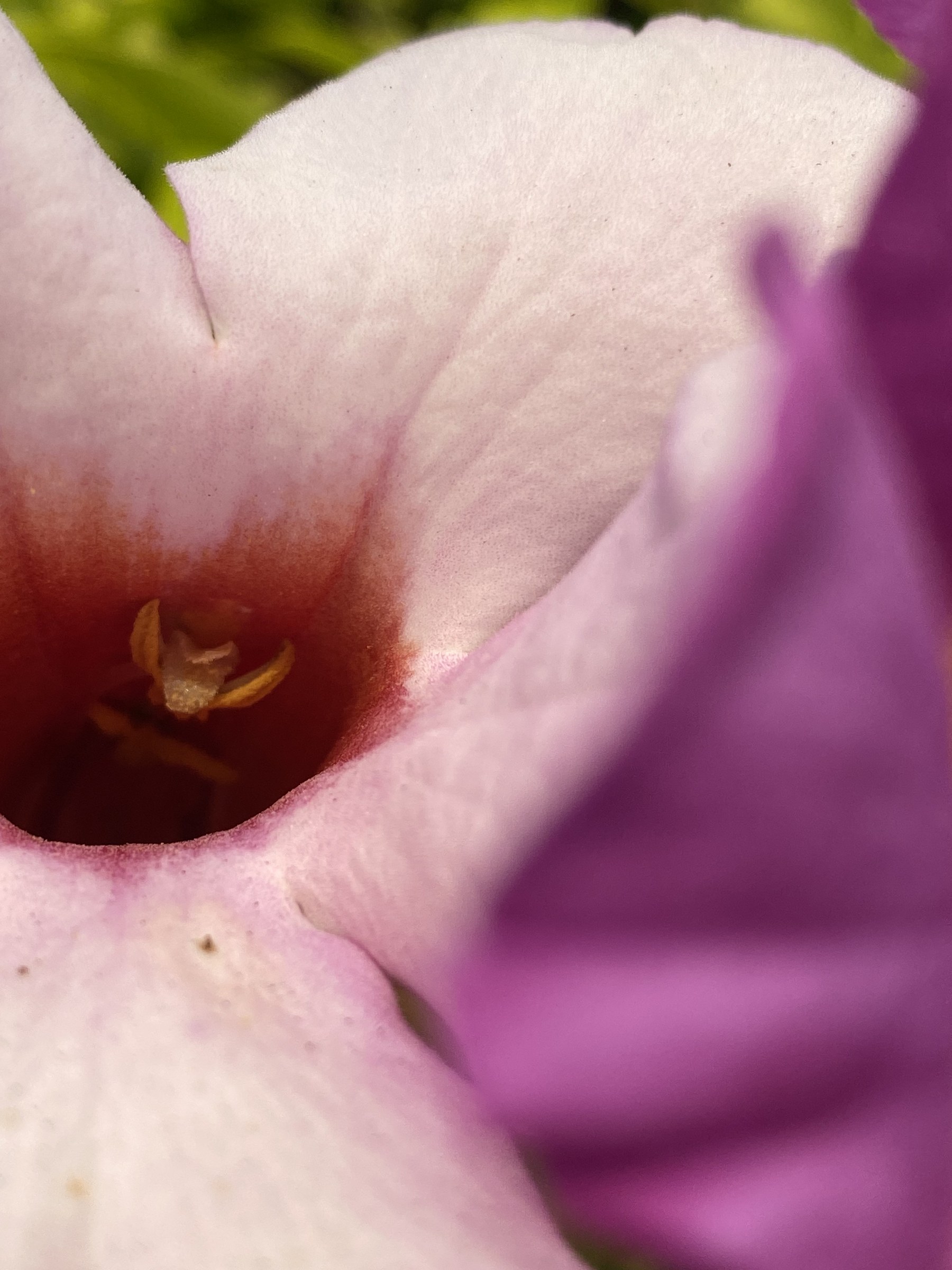 Flower photograph 78 by Daniel Zox