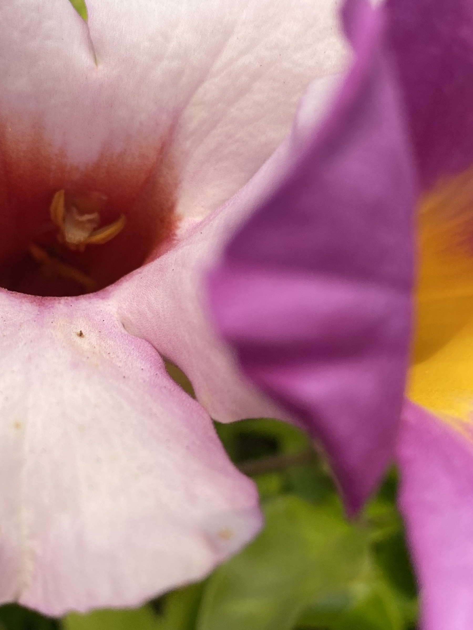 Flower photograph 79 by Daniel Zox