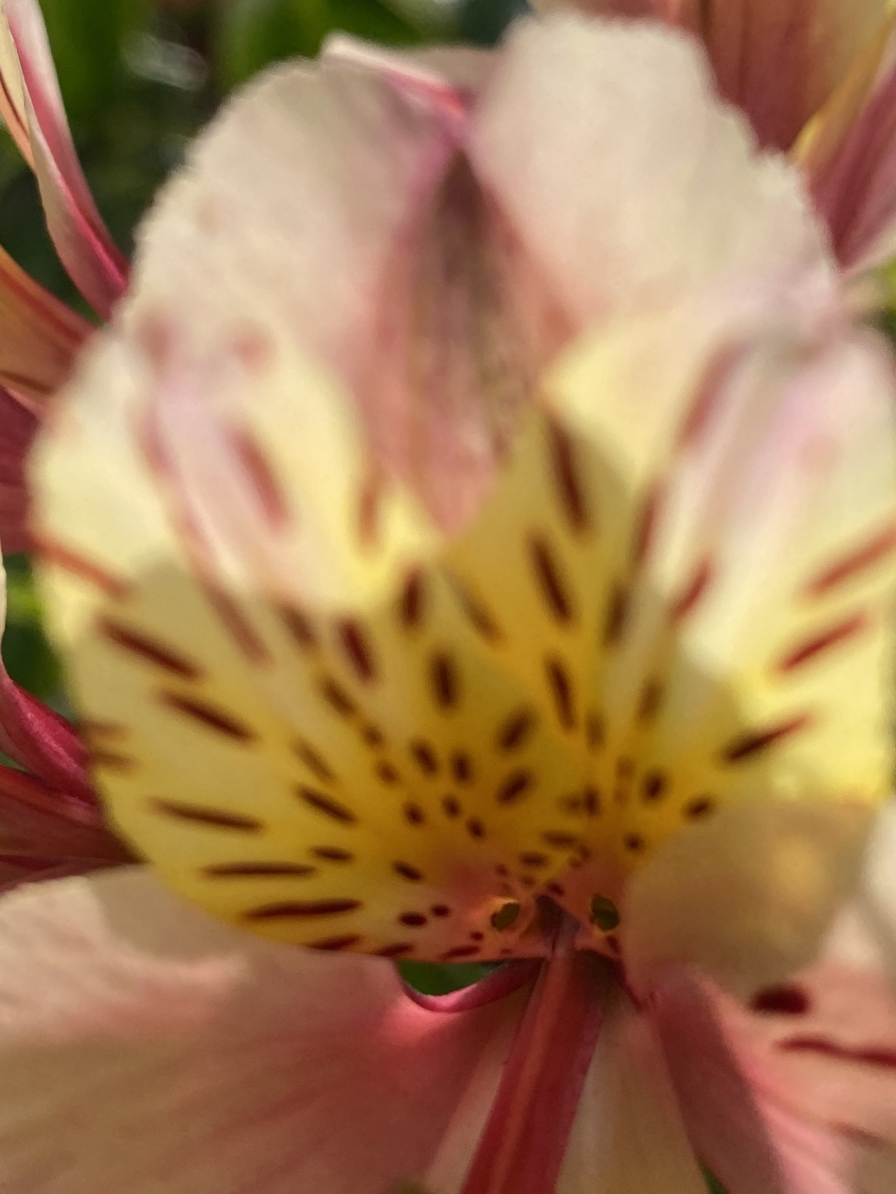 Flower photograph 80 by Daniel Zox