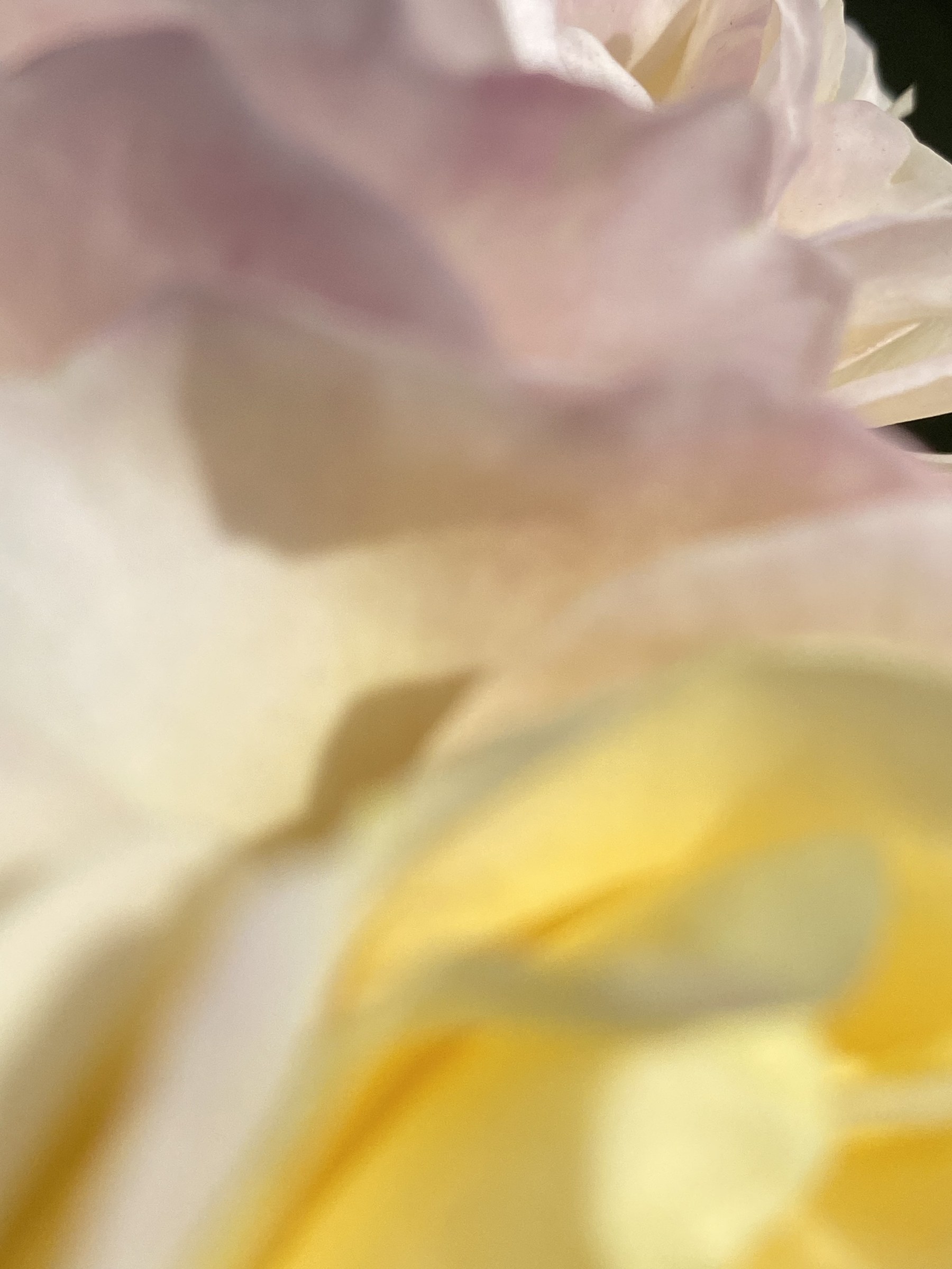 Flower photograph 81 by Daniel Zox