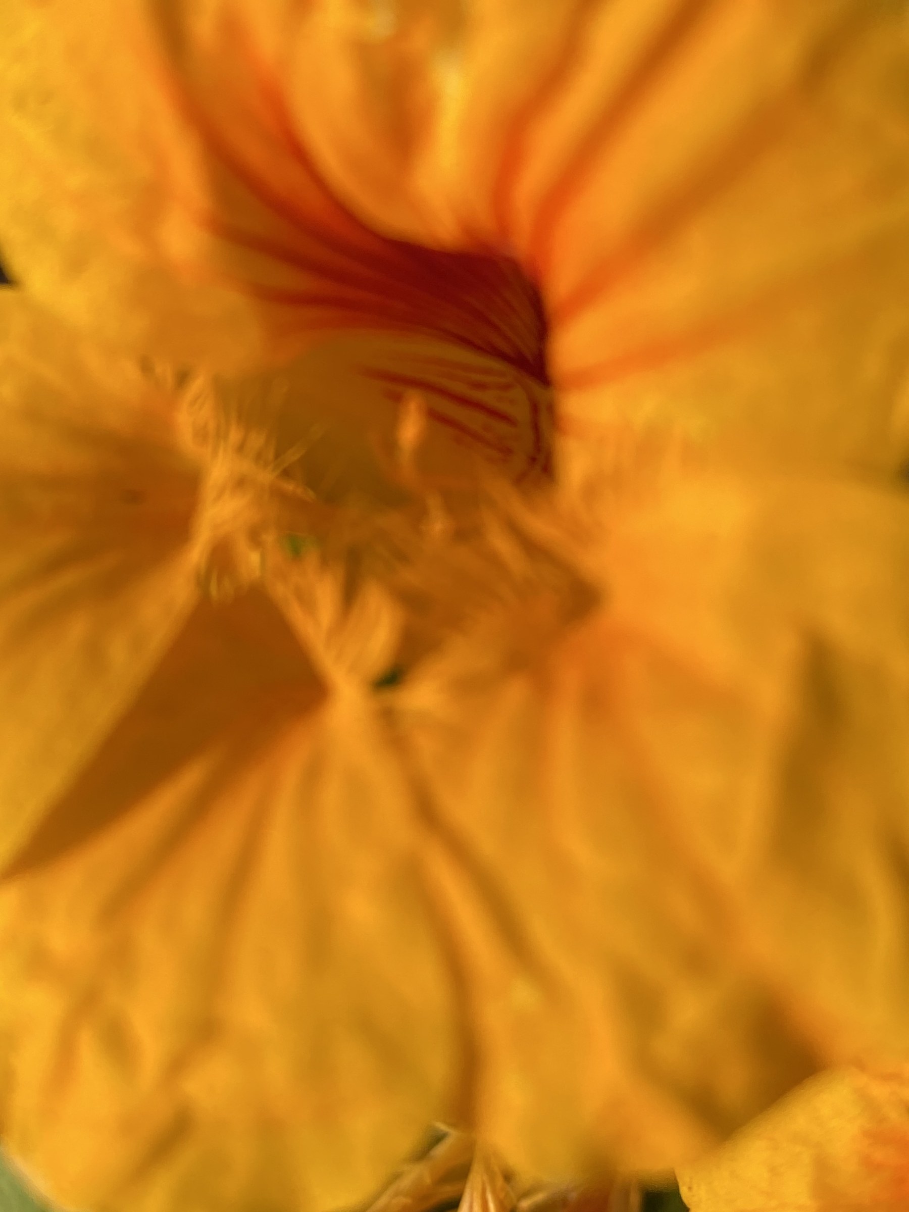 Flower photograph 82 by Daniel Zox