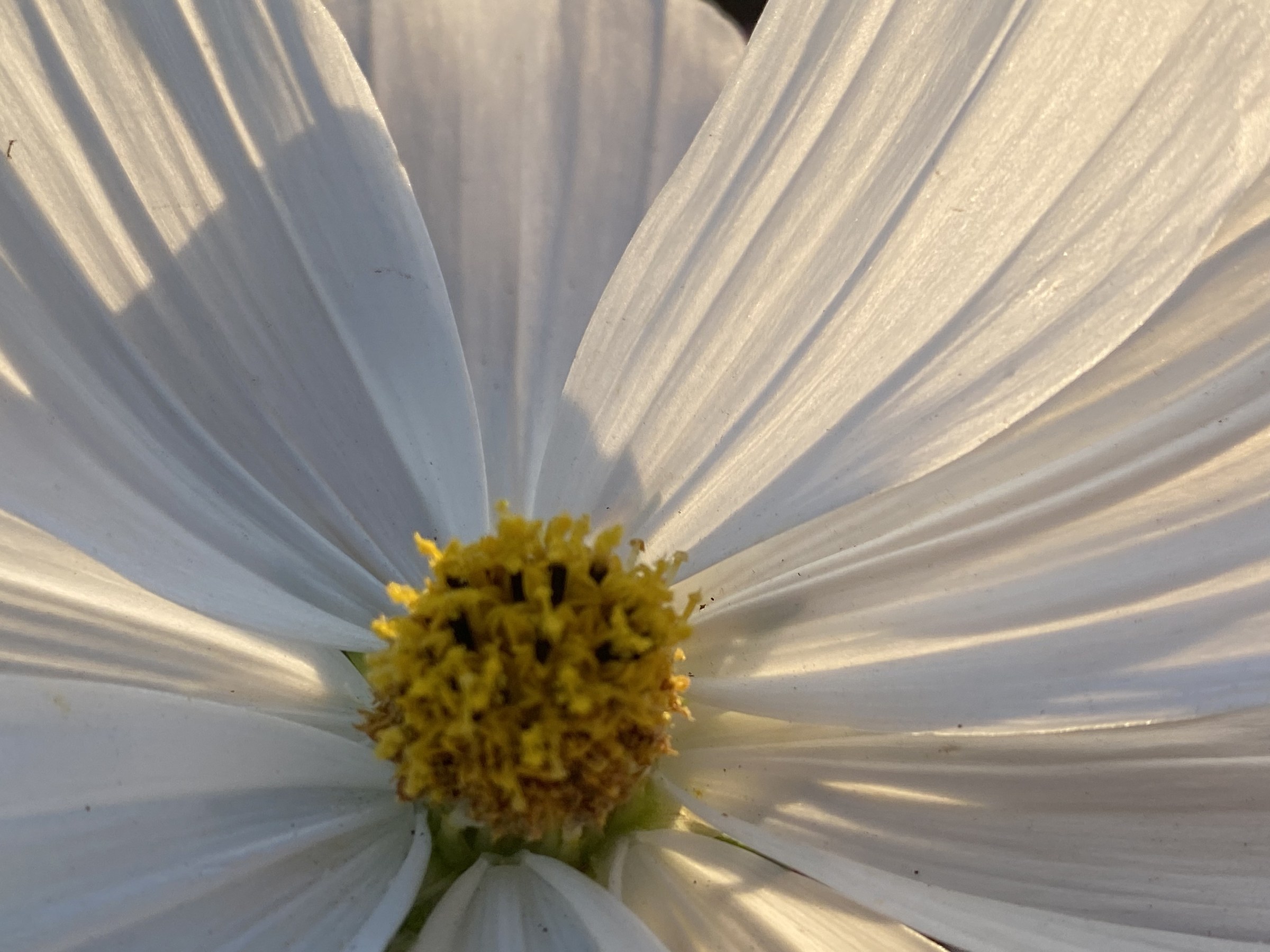 Flower photograph 83 by Daniel Zox