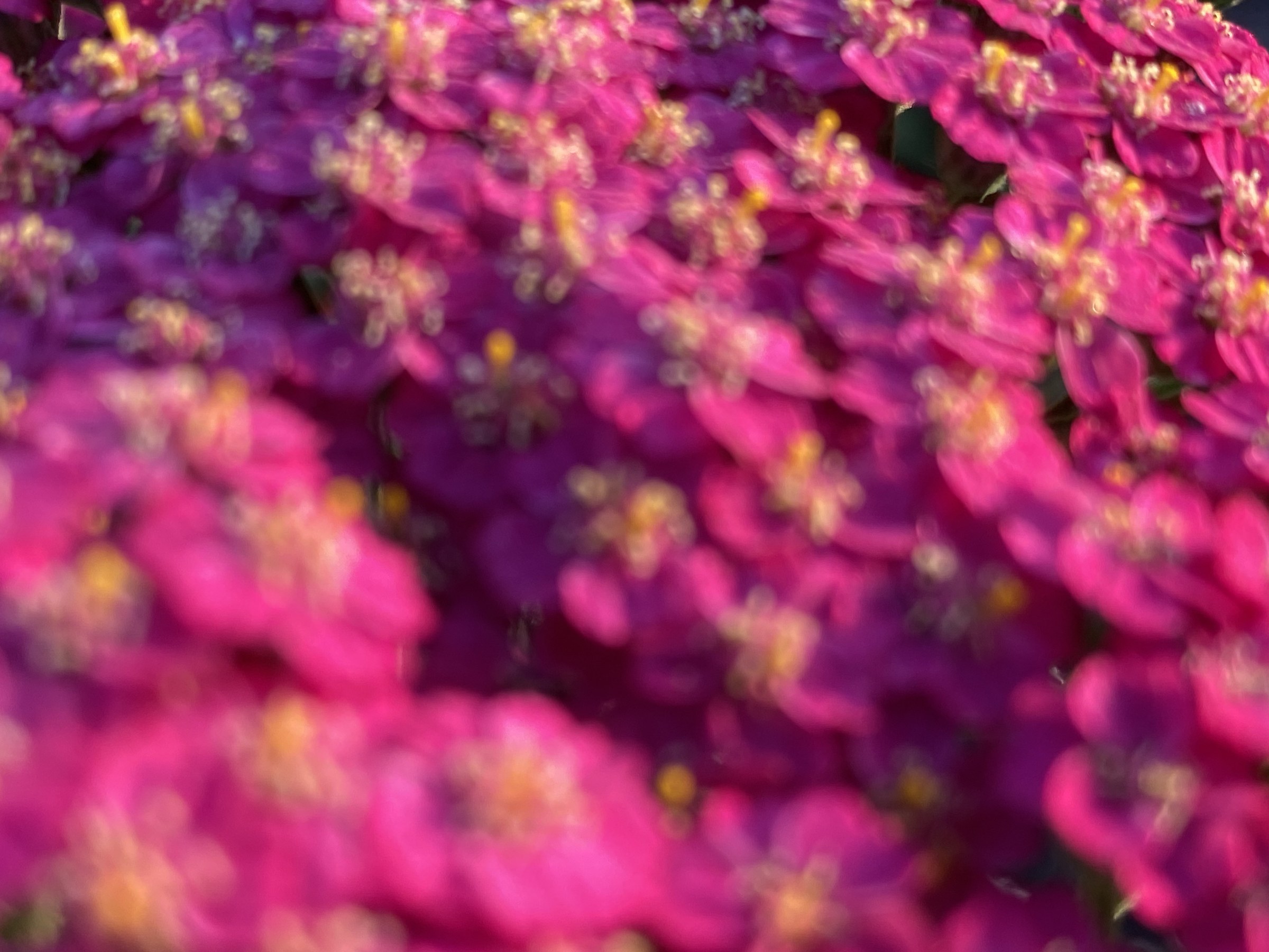 Flower photograph 84 by Daniel Zox