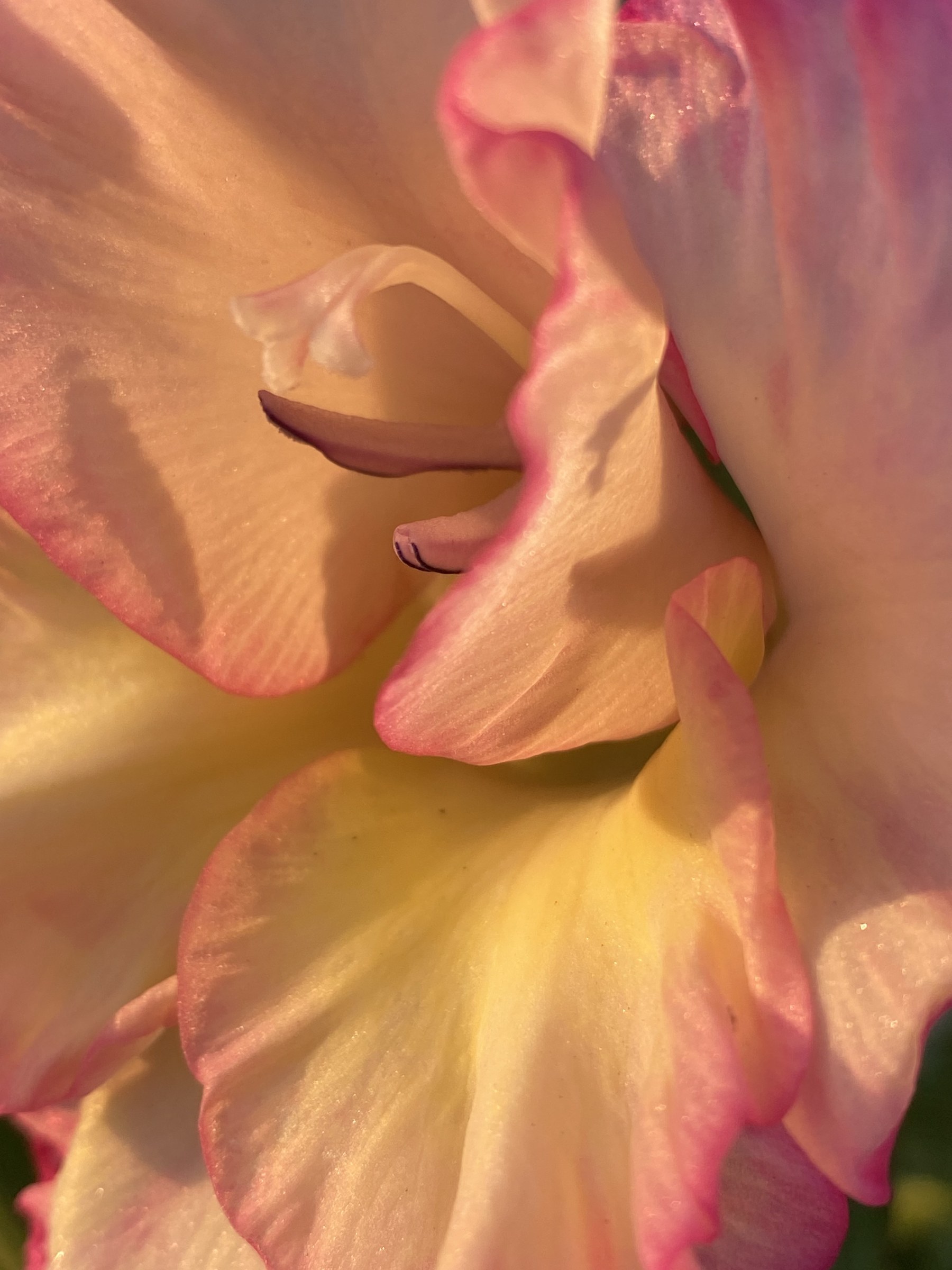 Flower photograph 85 by Daniel Zox