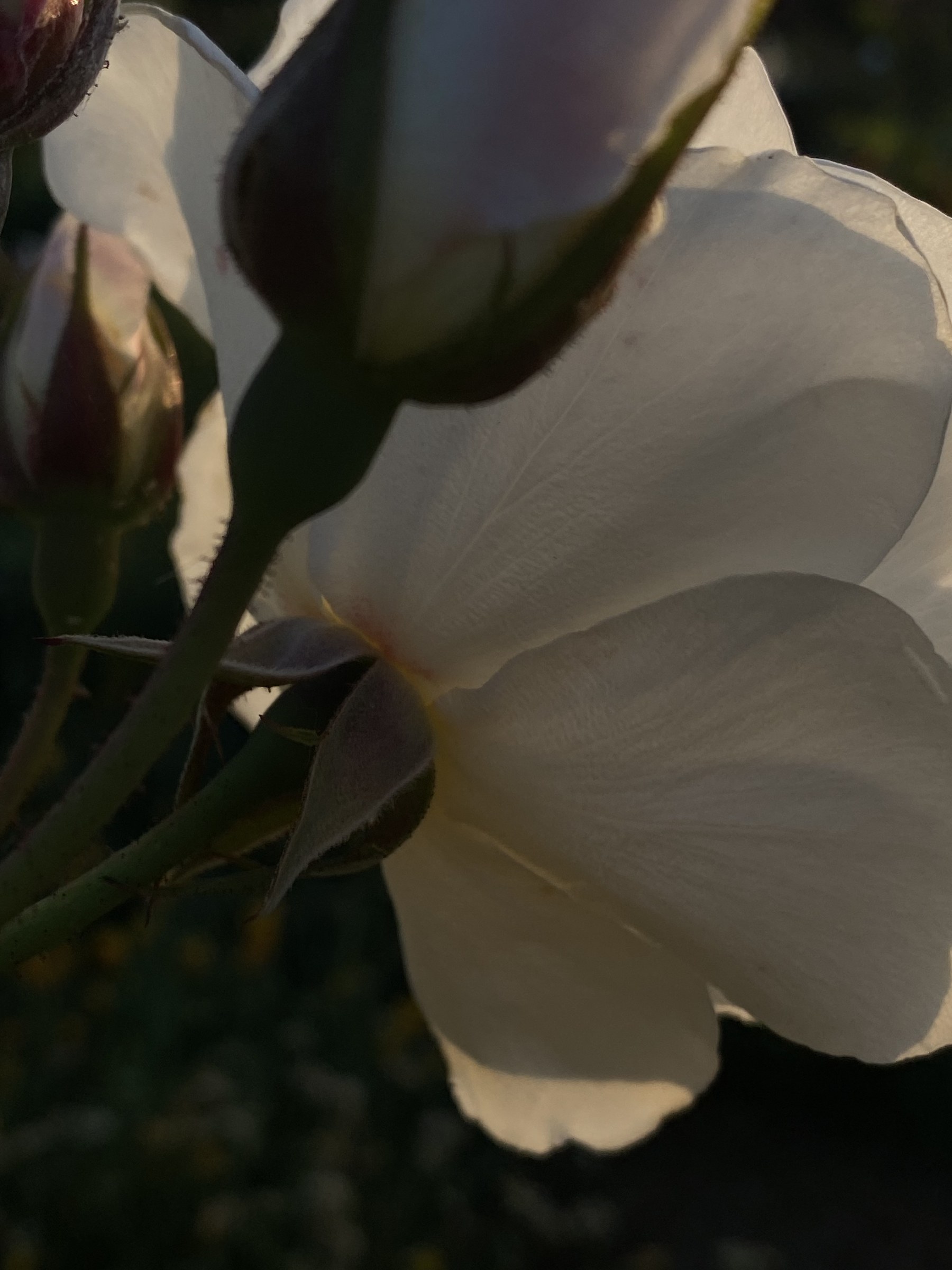 Flower photograph 86 by Daniel Zox