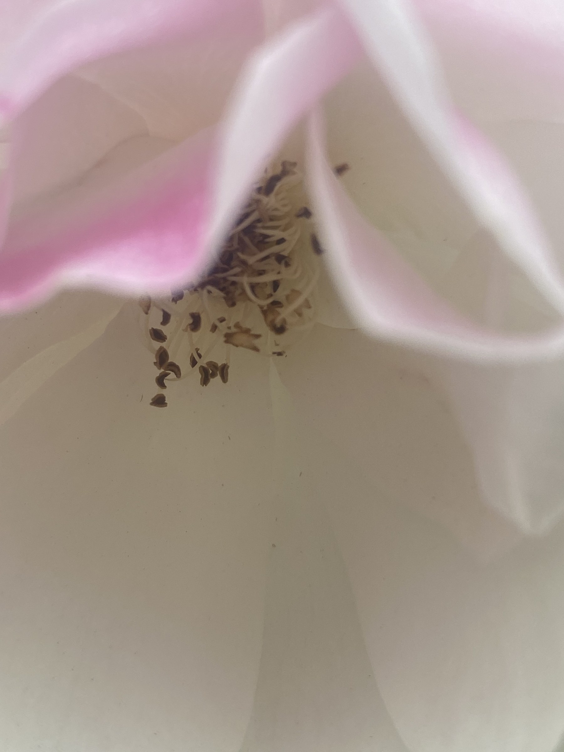 Flower photograph 87 by Daniel Zox