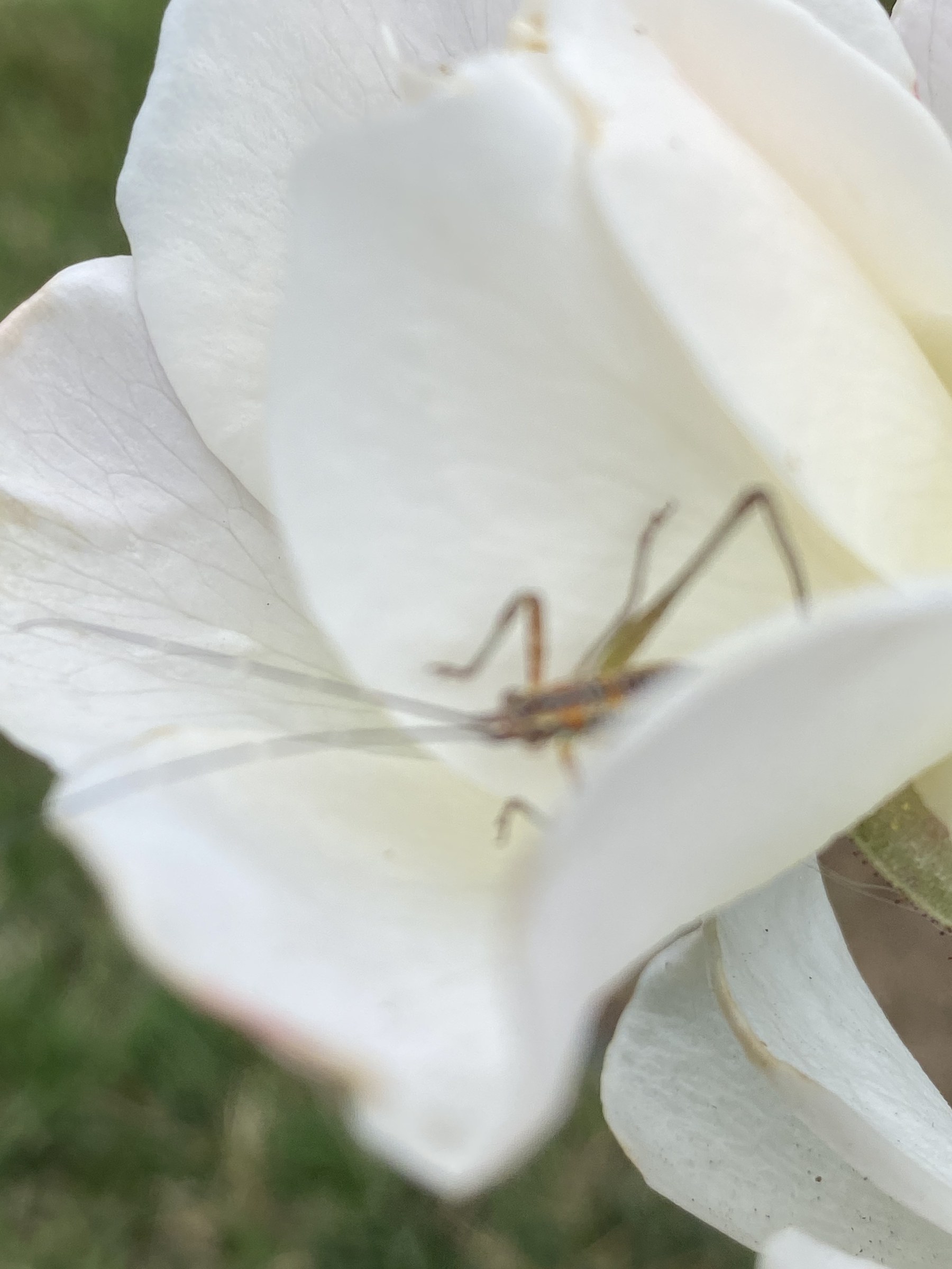 Flower photograph 88 by Daniel Zox