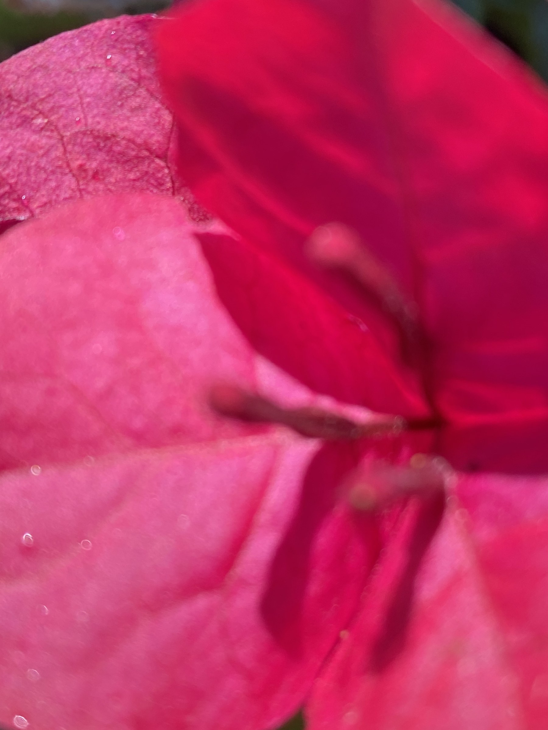 Flower photograph 89 by Daniel Zox