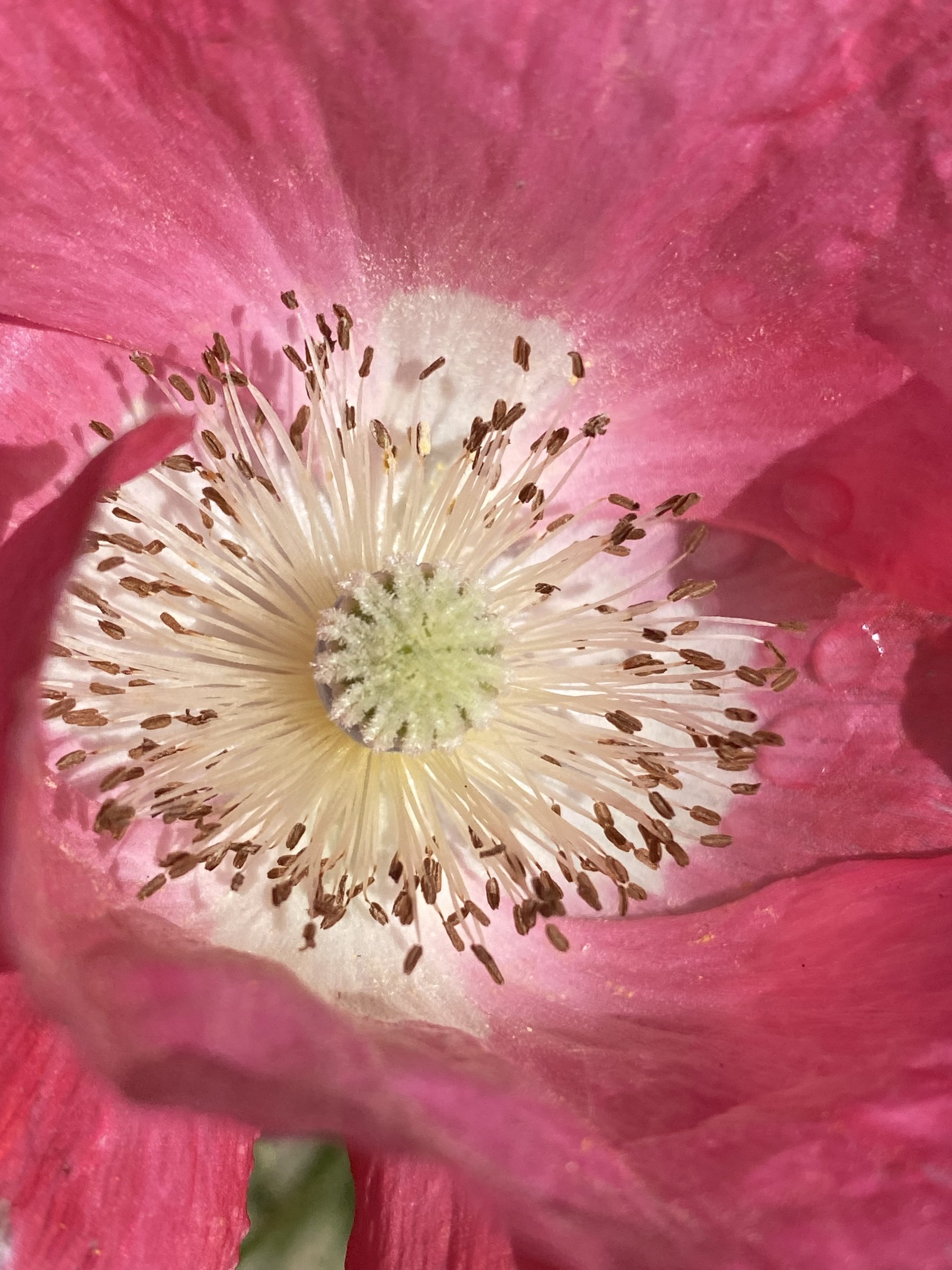 Flower photograph 90 by Daniel Zox