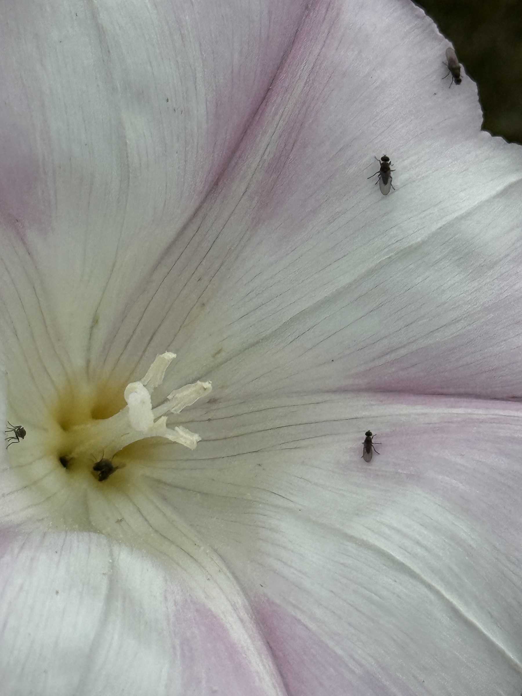 Flower photograph 92 by Daniel Zox