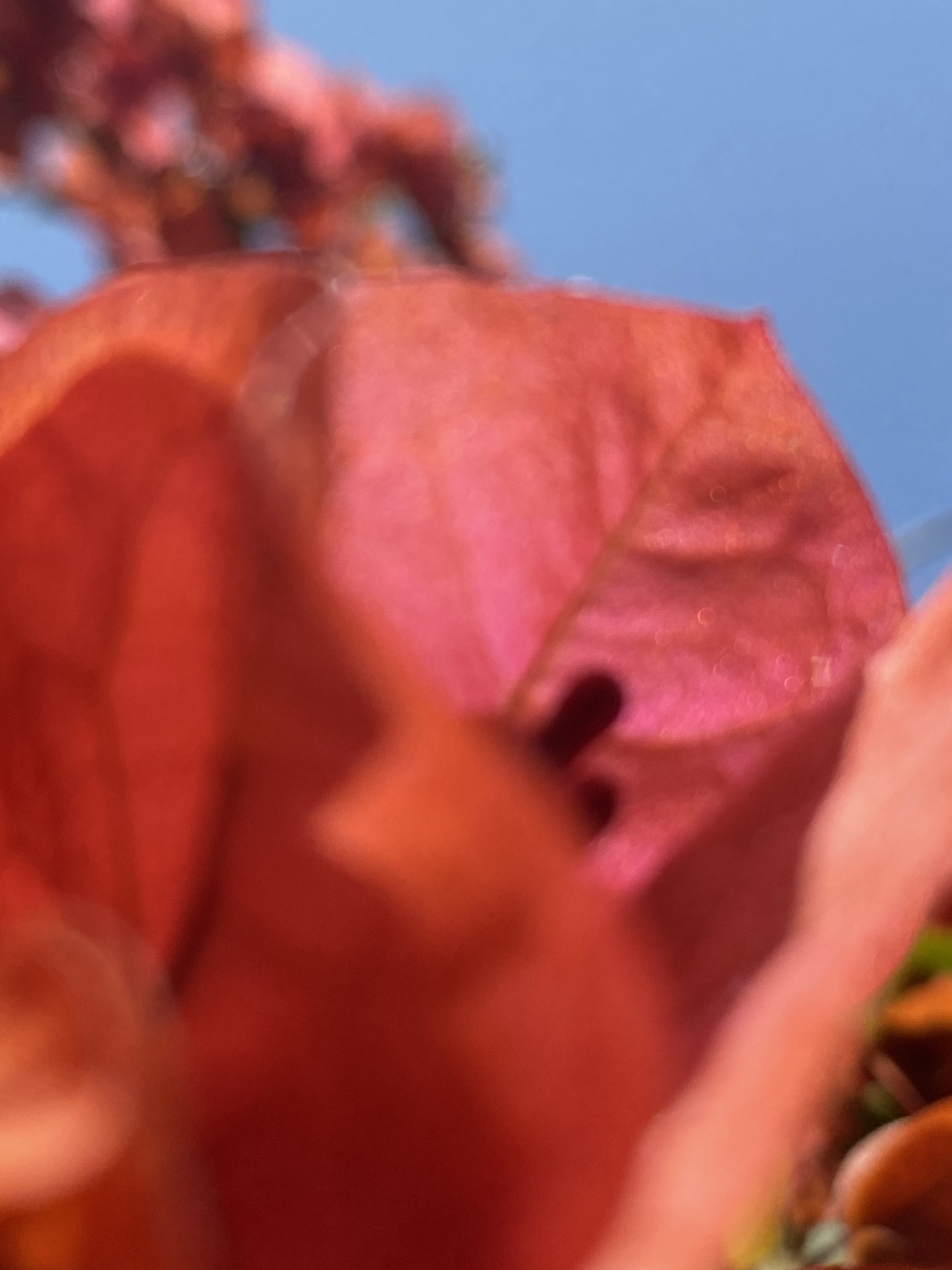 Flower photograph 93 by Daniel Zox