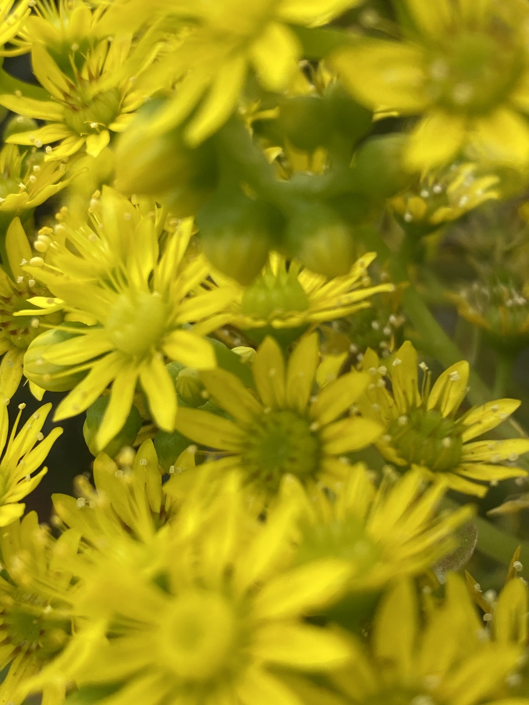 Flower photograph 94 by Daniel Zox