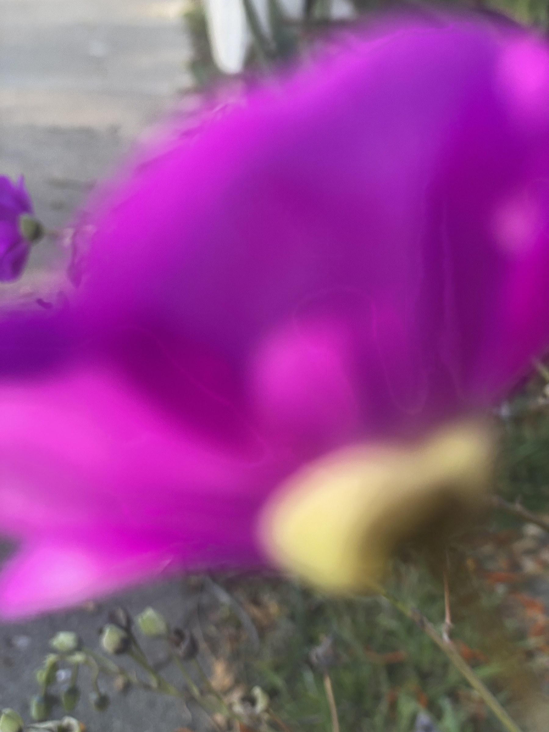 Flower photograph 95 by Daniel Zox