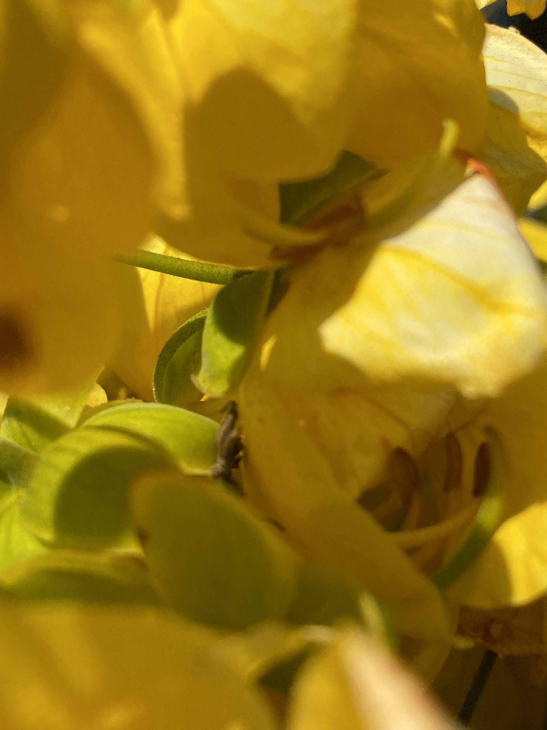 Flower photograph 97 by Daniel Zox