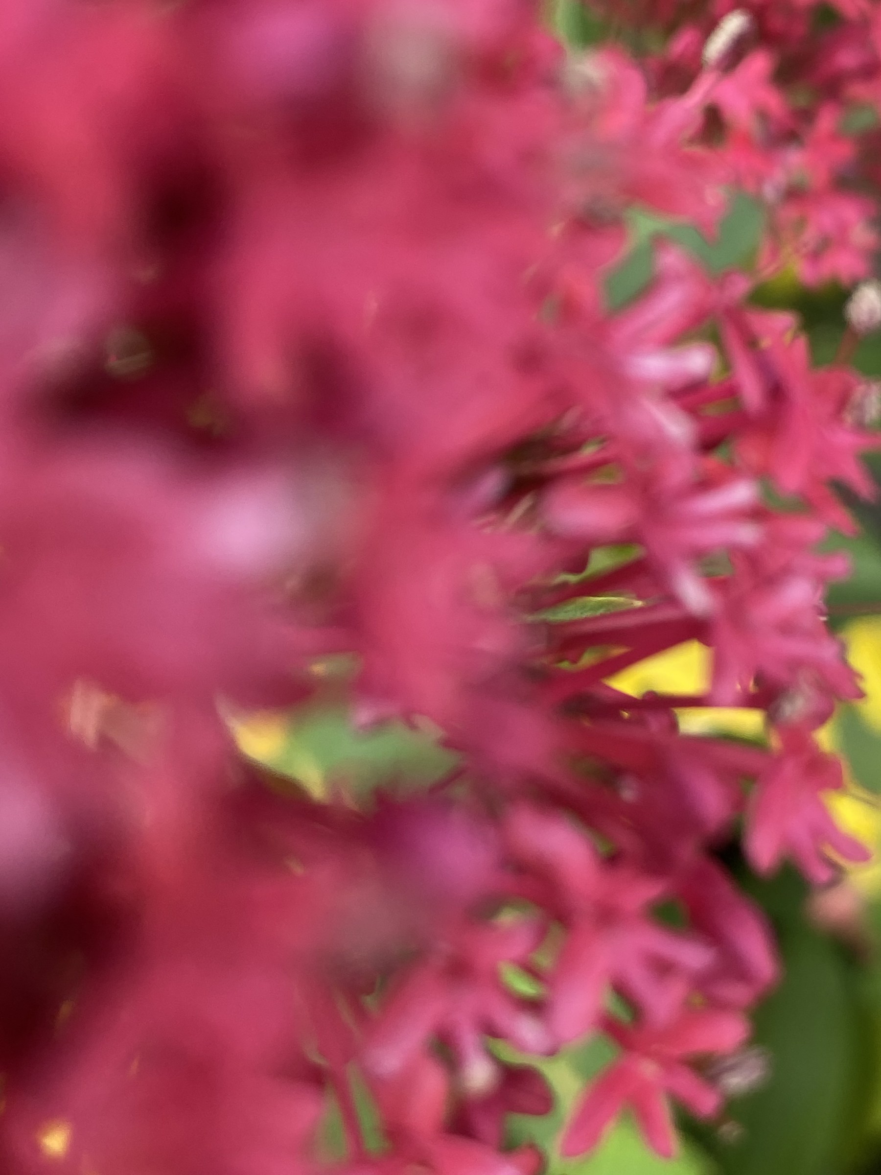 Flower photograph 98 by Daniel Zox