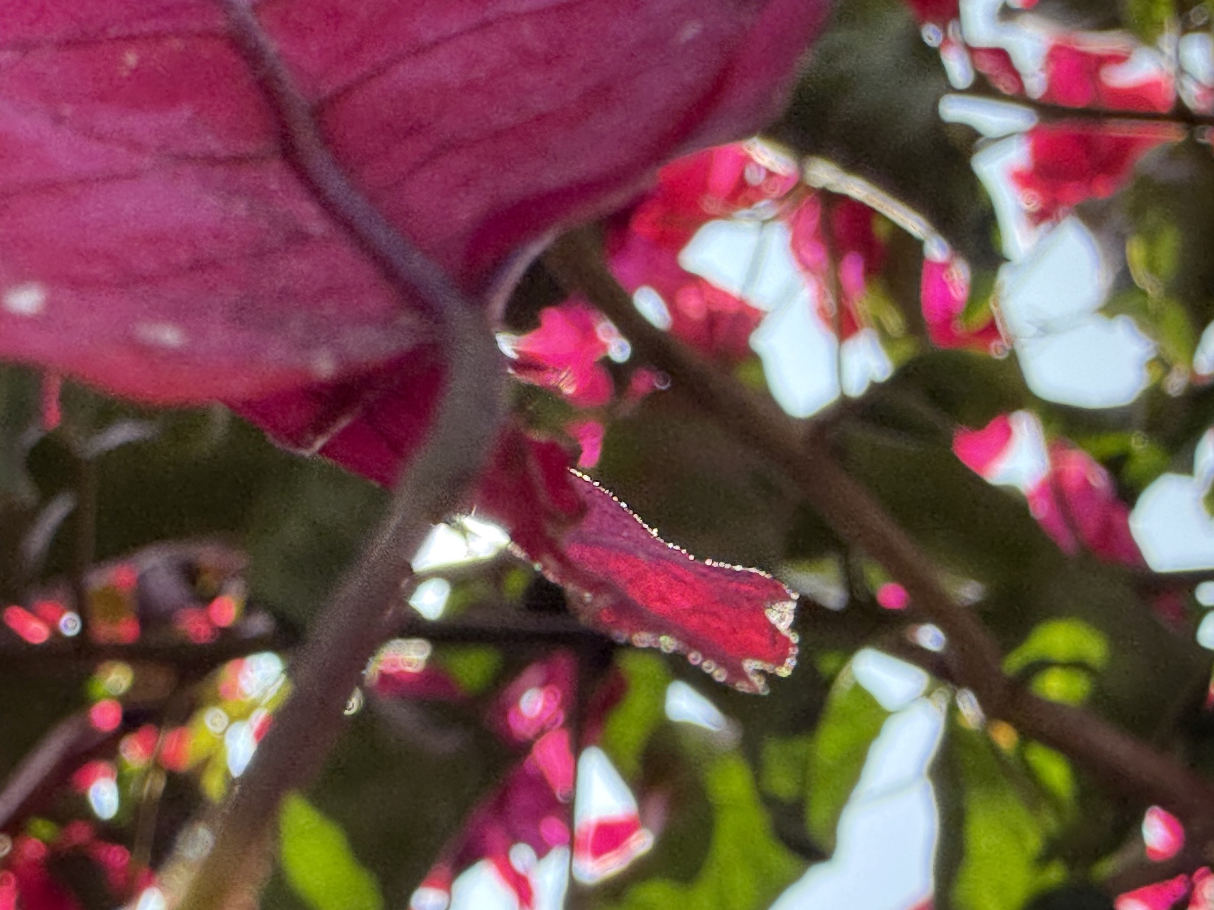 Flower photograph 99 by Daniel Zox