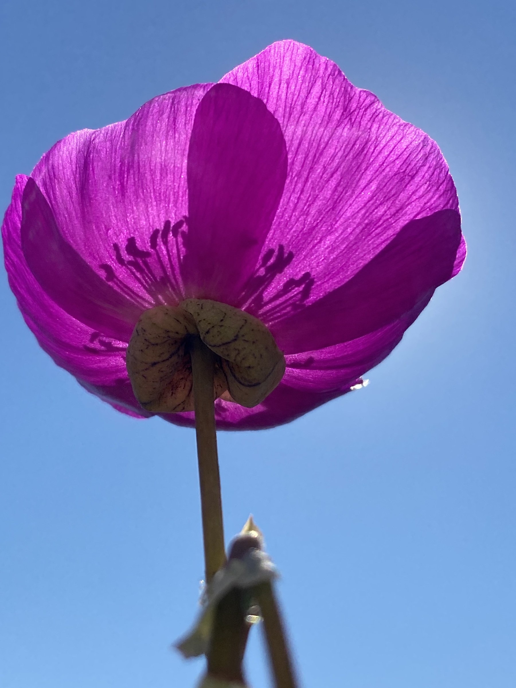 Flower photograph 100 by Daniel Zox