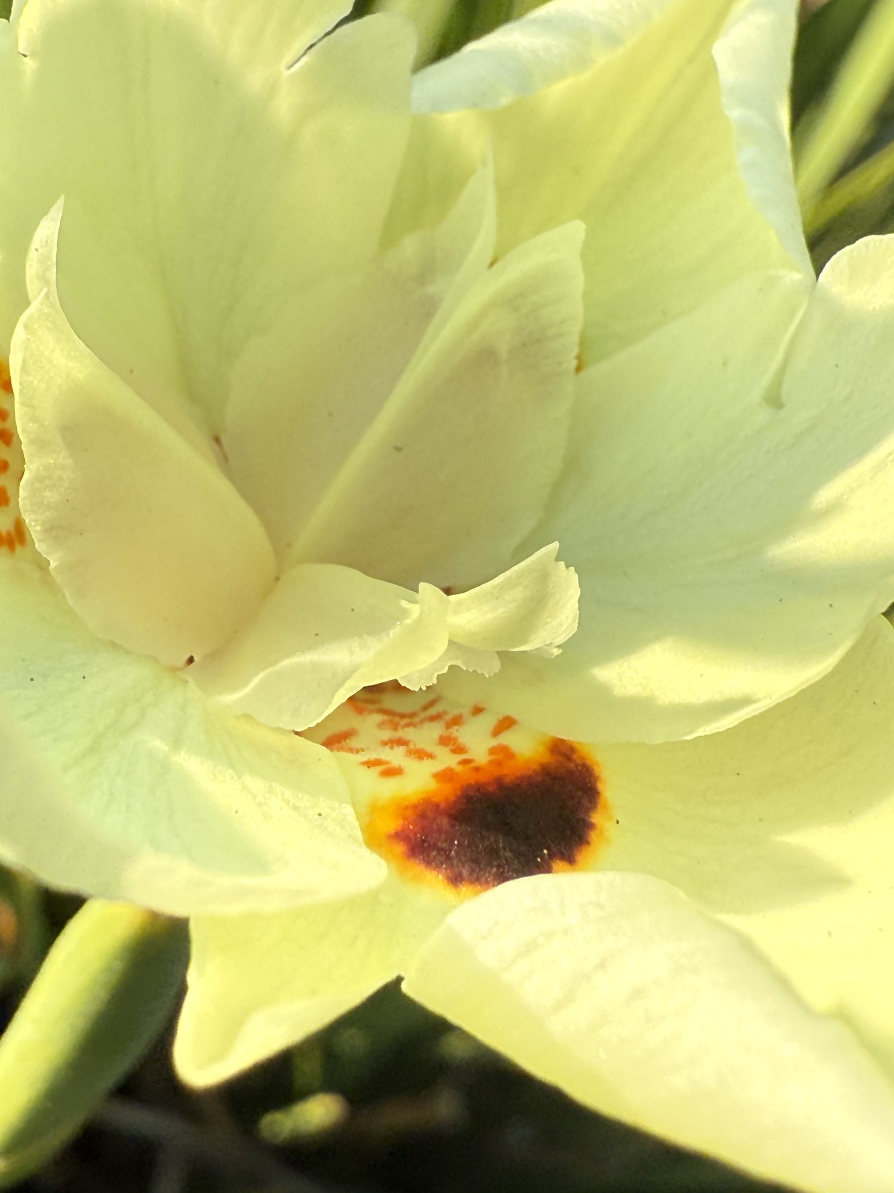 Flower photograph 101 by Daniel Zox