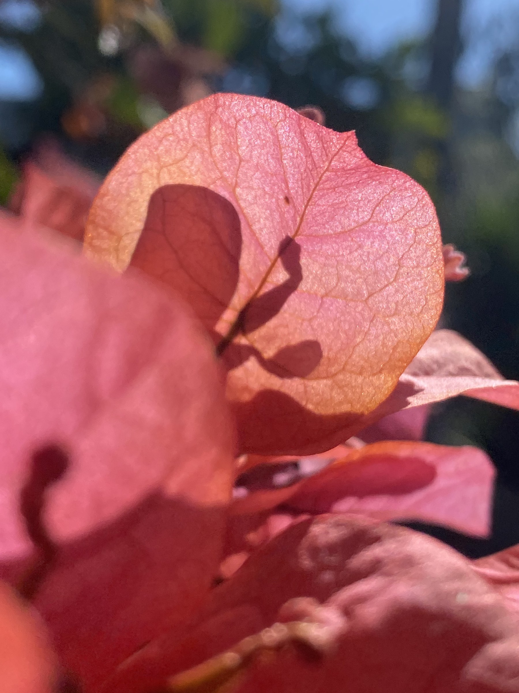 Flower photograph 102 by Daniel Zox