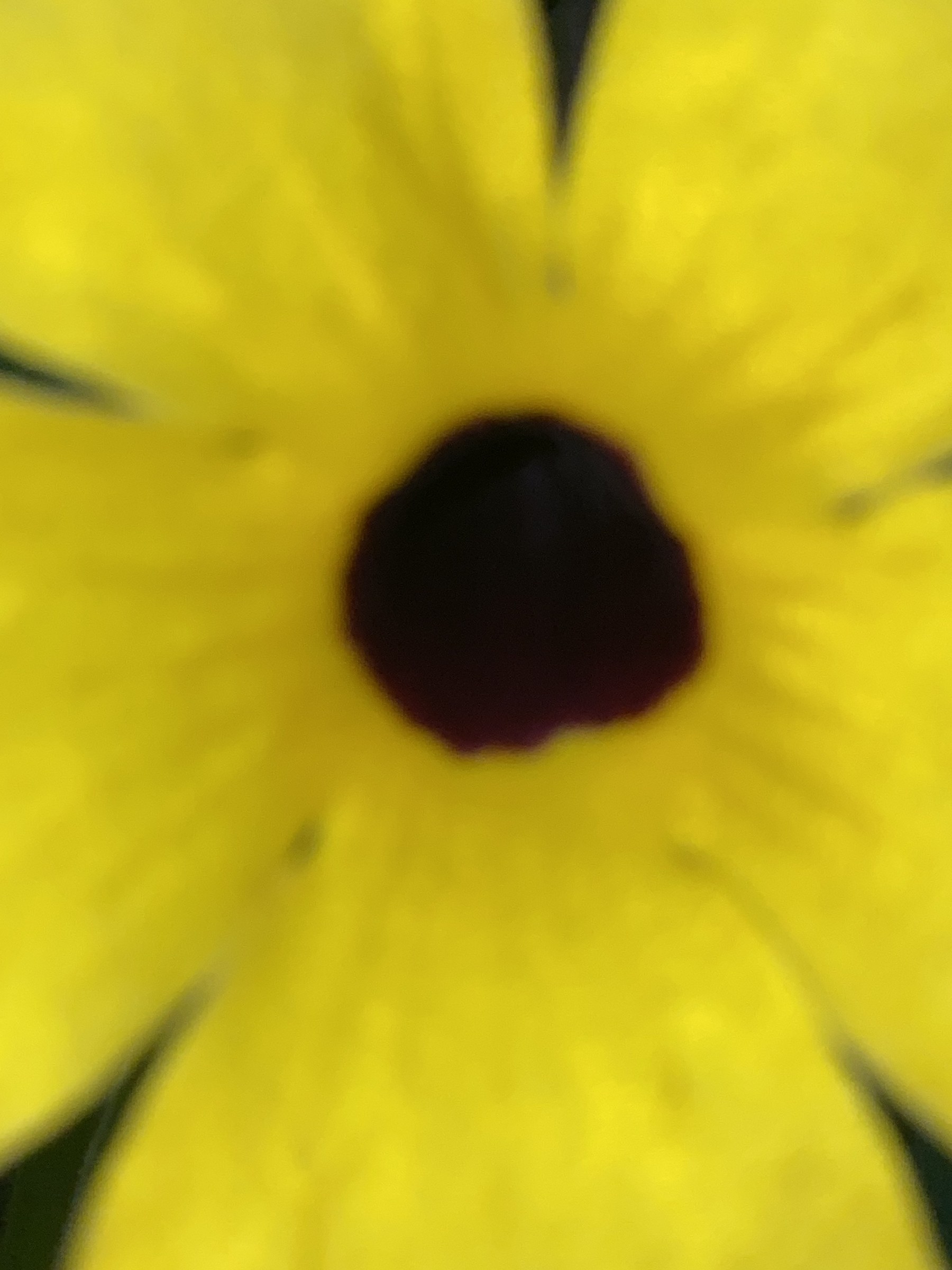 Flower photograph 103 by Daniel Zox
