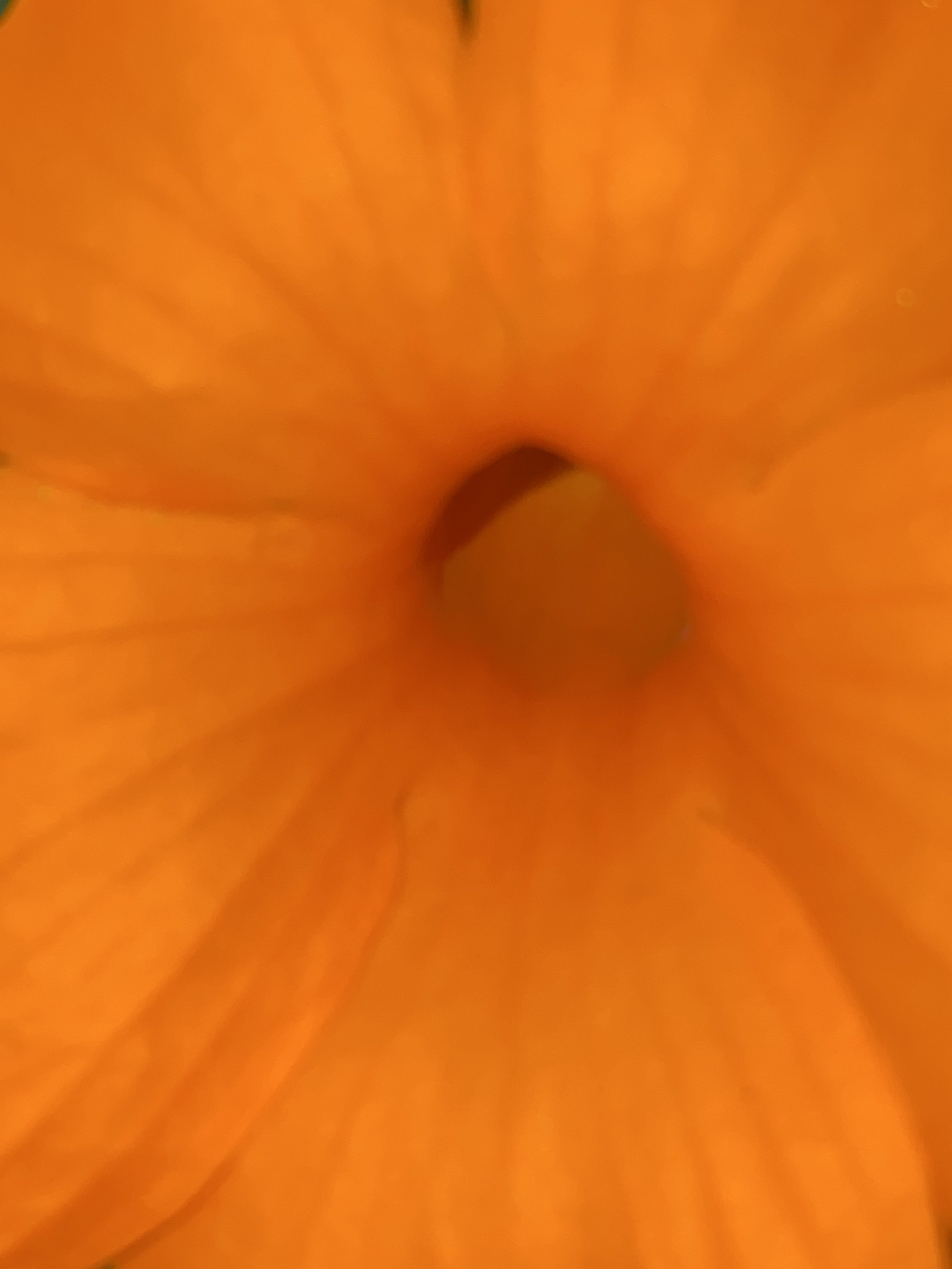 Flower photograph 104 by Daniel Zox