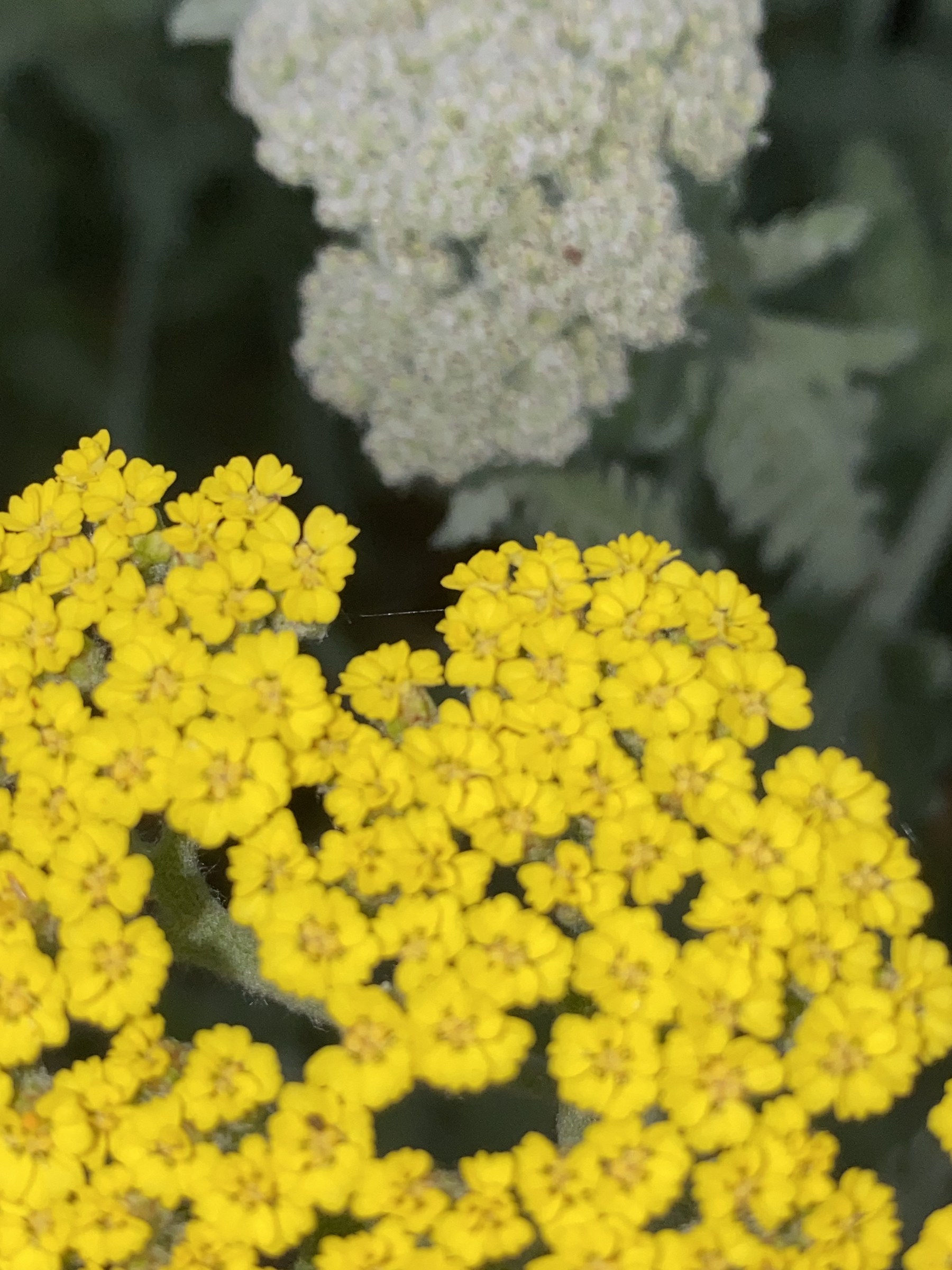 Flower photograph 105 by Daniel Zox